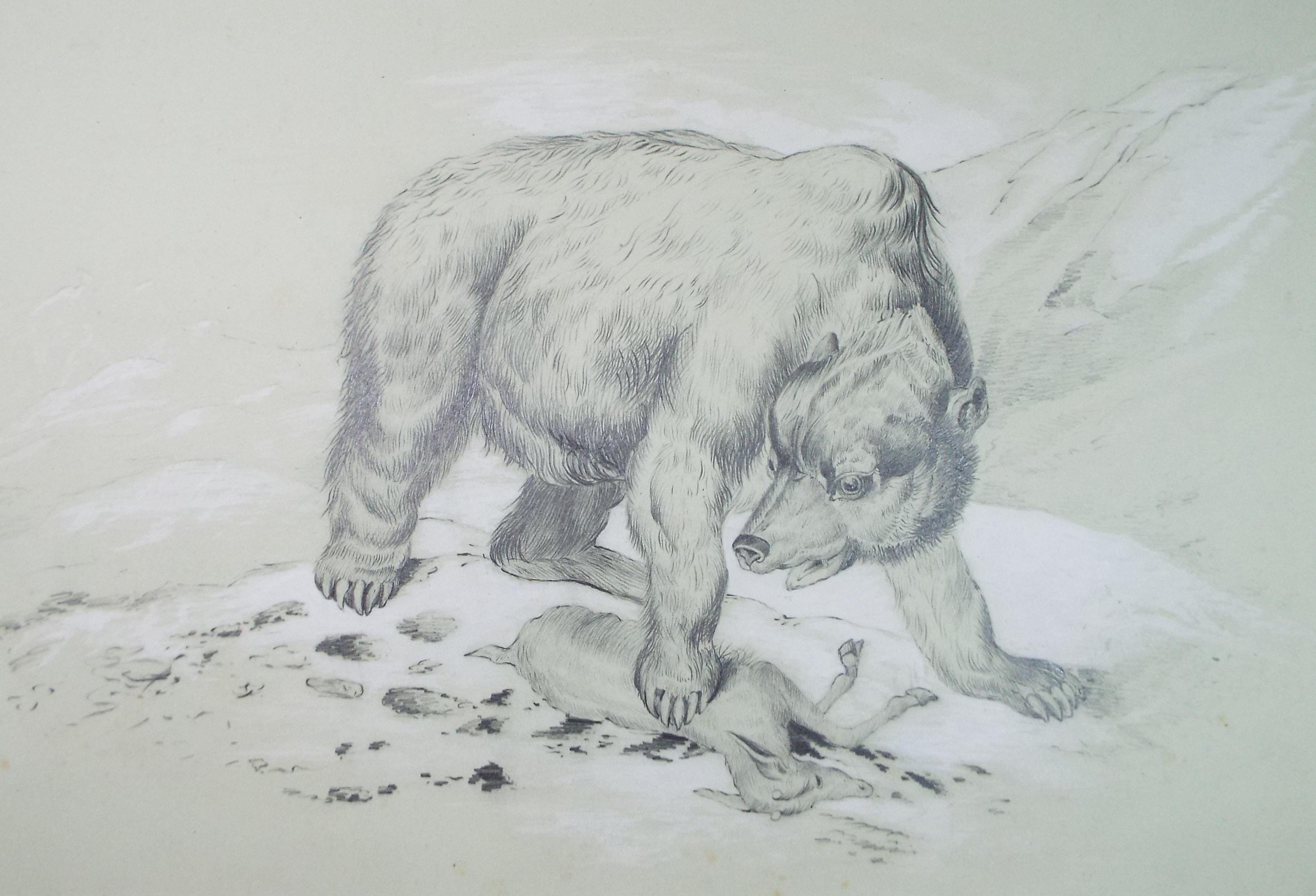 Pencil Drawing, 'Bear with dead Chamois', Dated 1878, May Banks