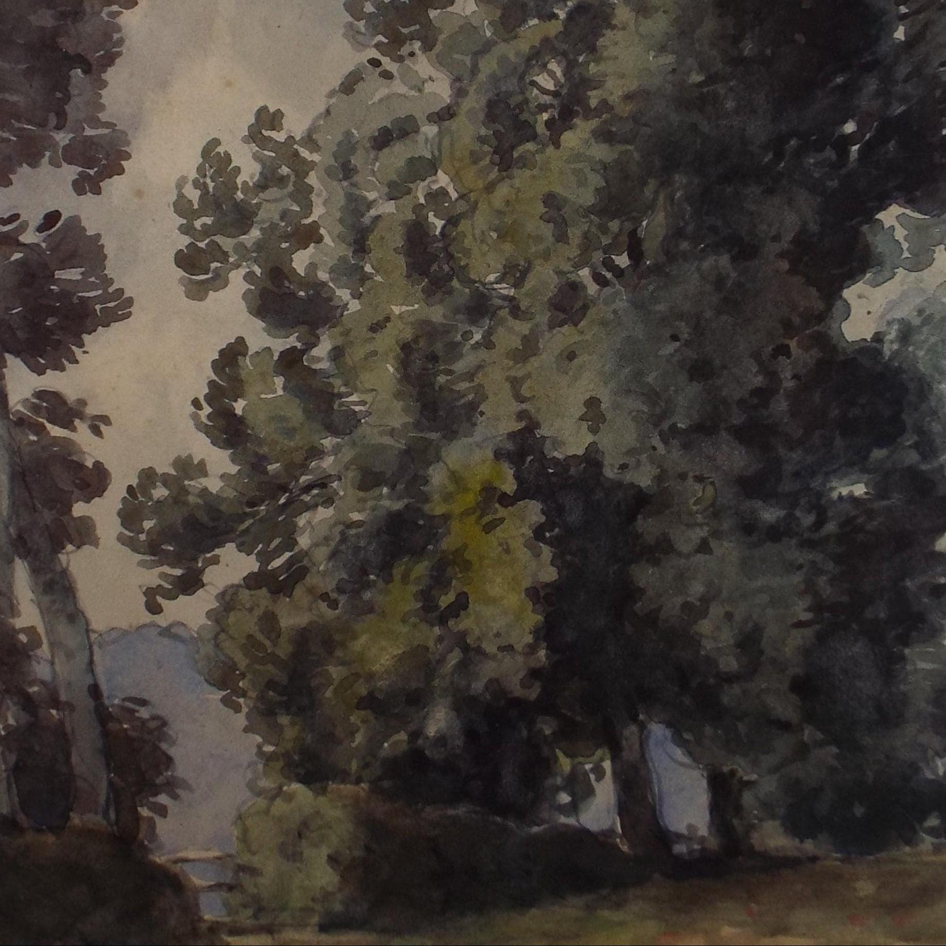 Original Watercolour,'Study of an Ash Tree',H Draper, Dated 1909