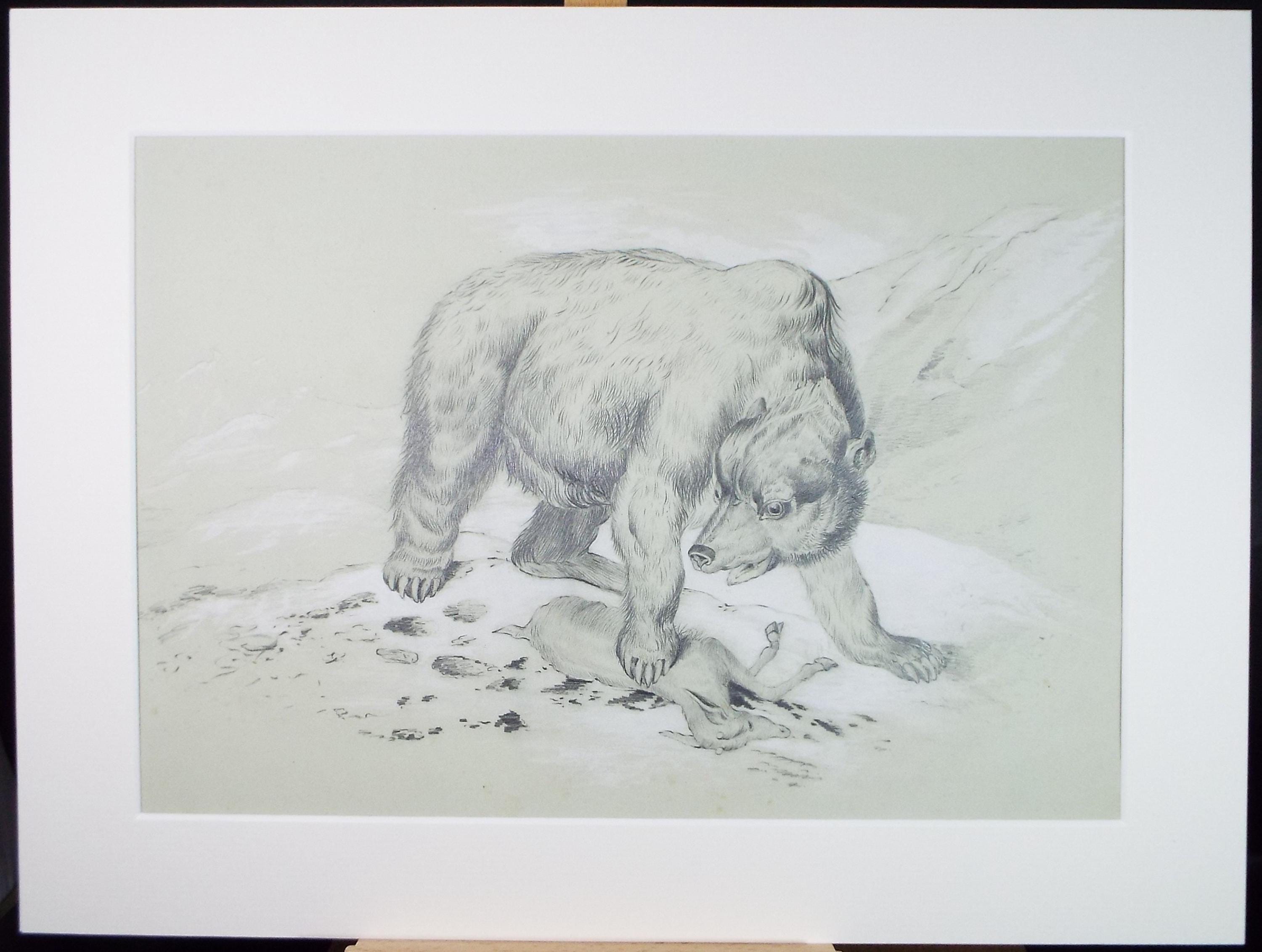Pencil Drawing, 'Bear with dead Chamois', Dated 1878, May Banks