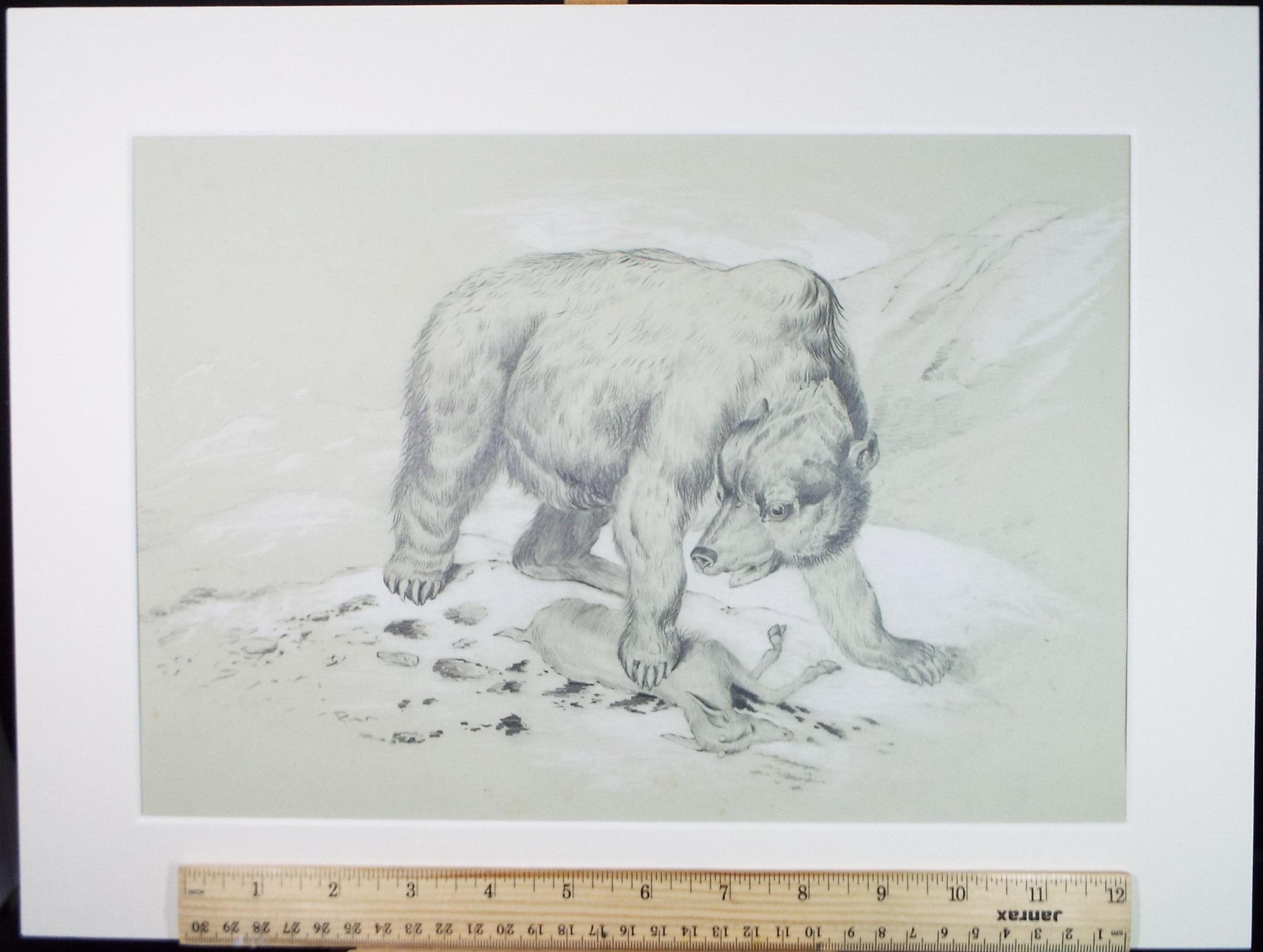Pencil Drawing, 'Bear with dead Chamois', Dated 1878, May Banks