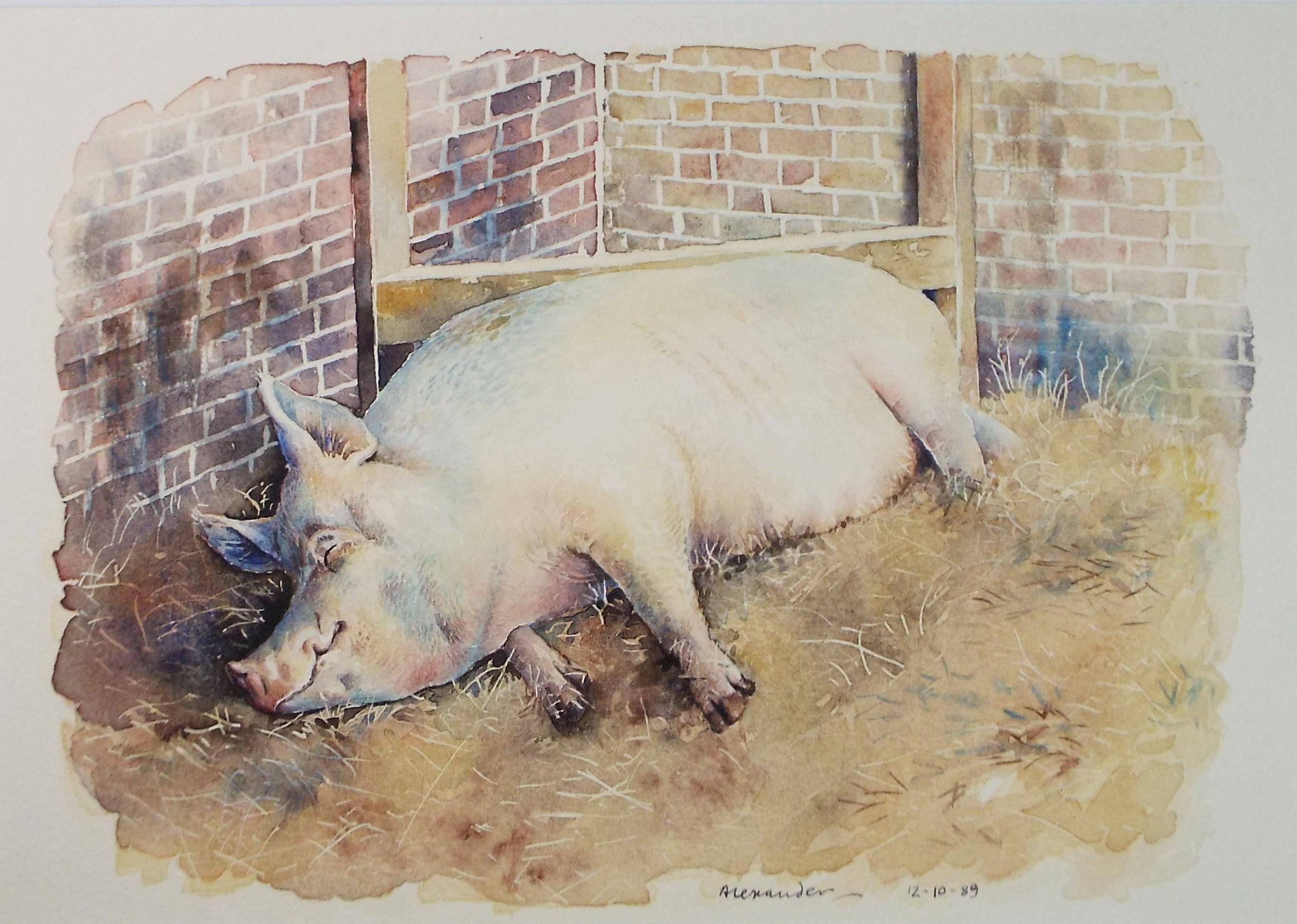 Original Watercolour ,'Sleeping Sow', Signed Alexander, Dated 1989
