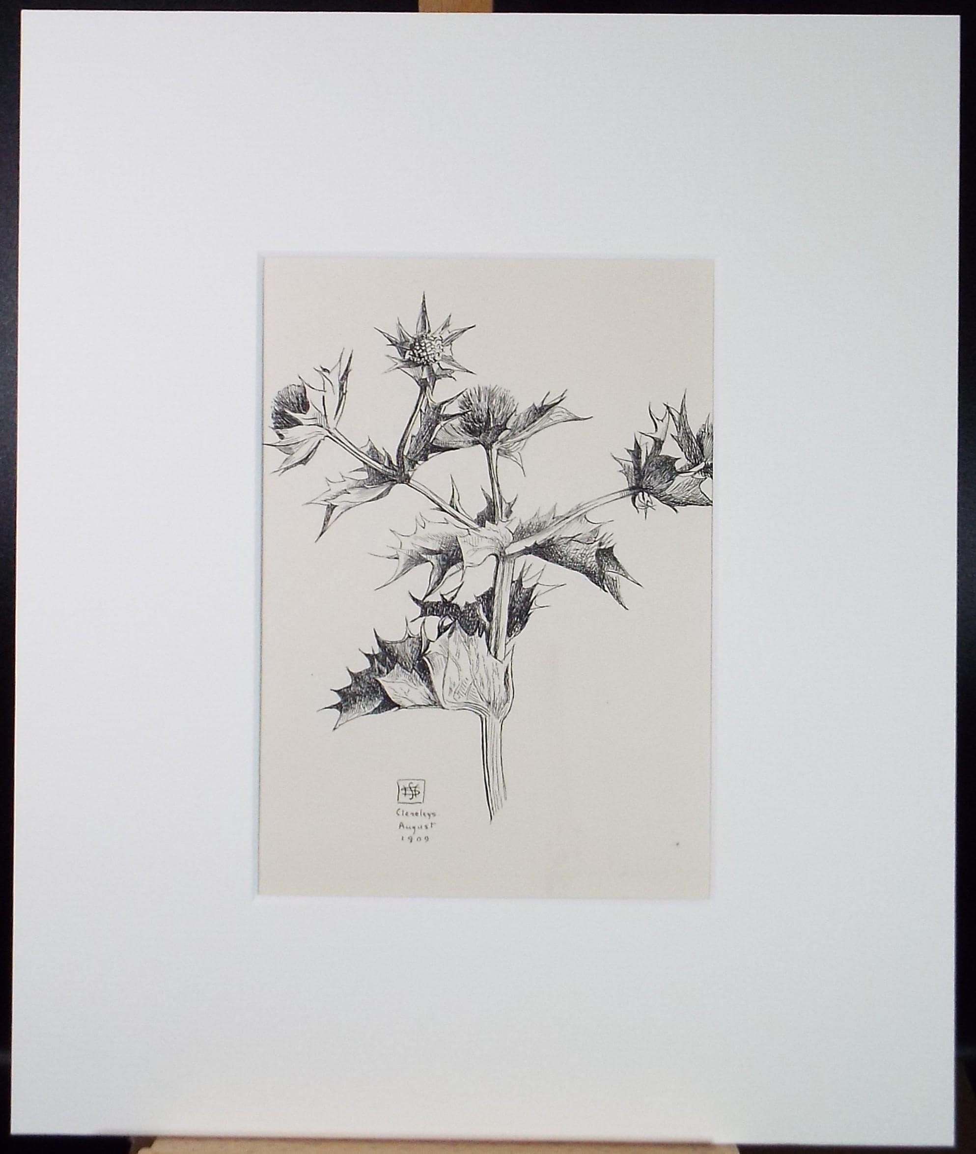 Original Pen & ink Sketch, 'Sea Holly', S A Southern, Dated 1909