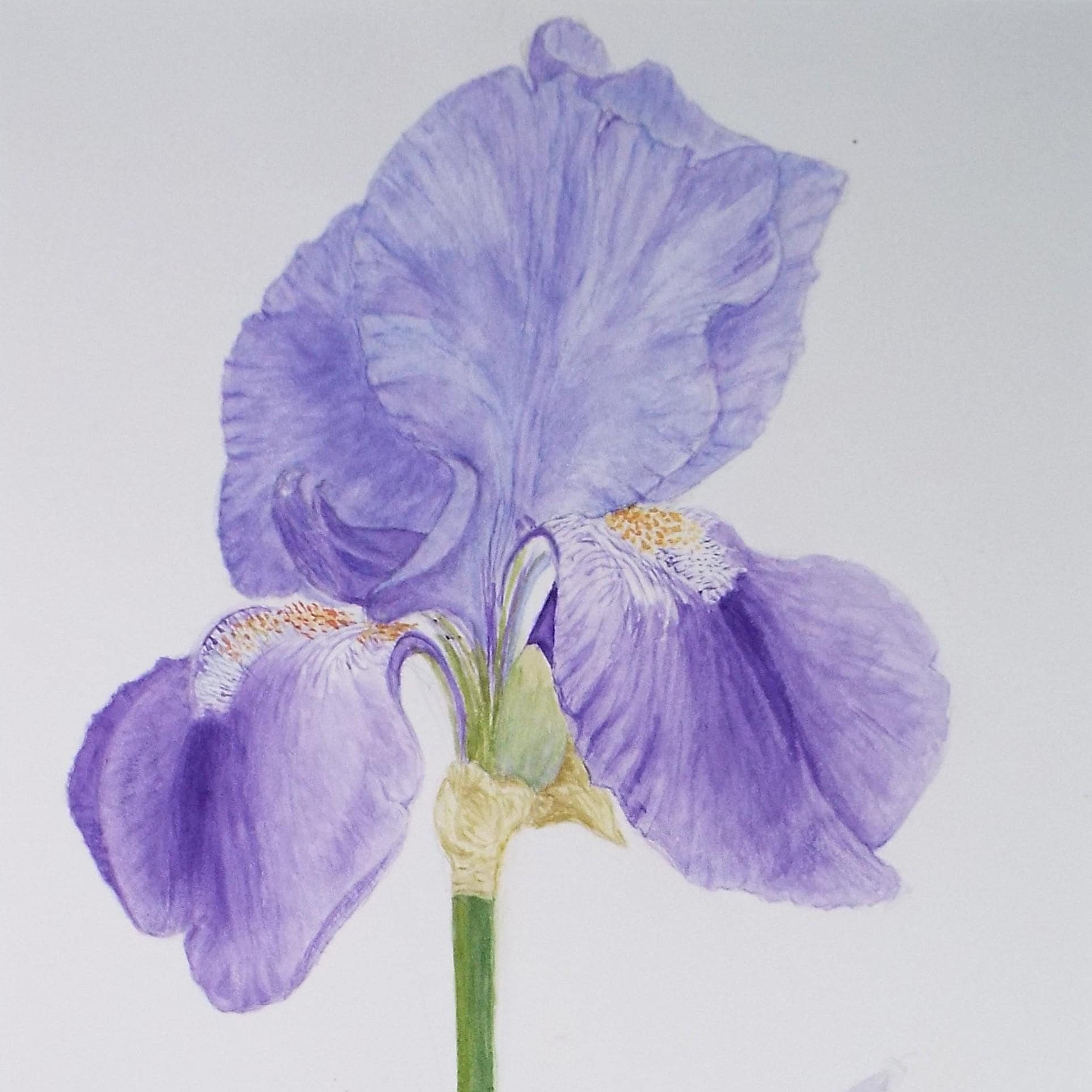 Original Watercolour, 'Iris Study', Circa 1990's, Unknown Artist