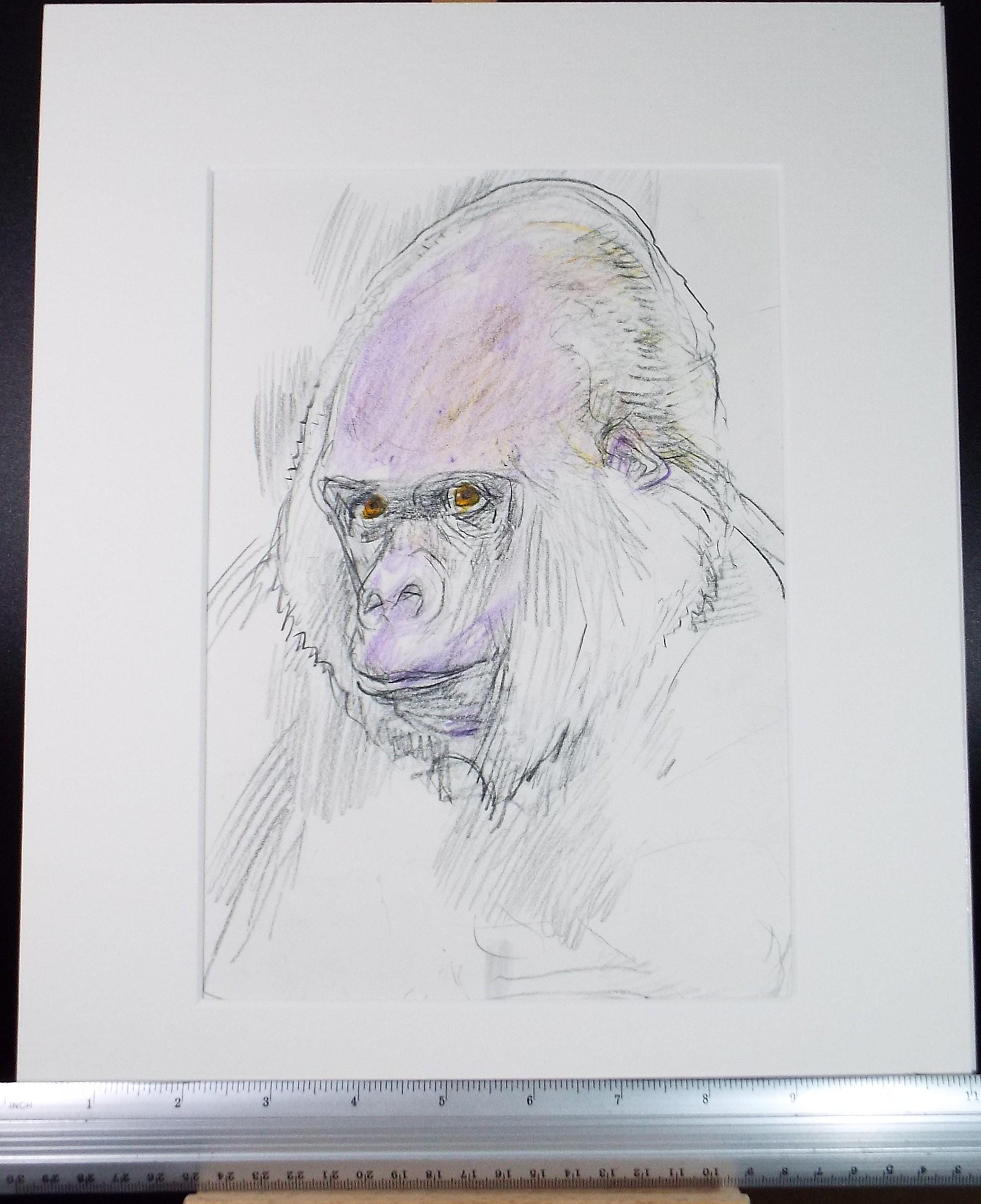 Original coloured pencil,'Gorilla', 2005, John Gilbey Bowles (1929-2011)