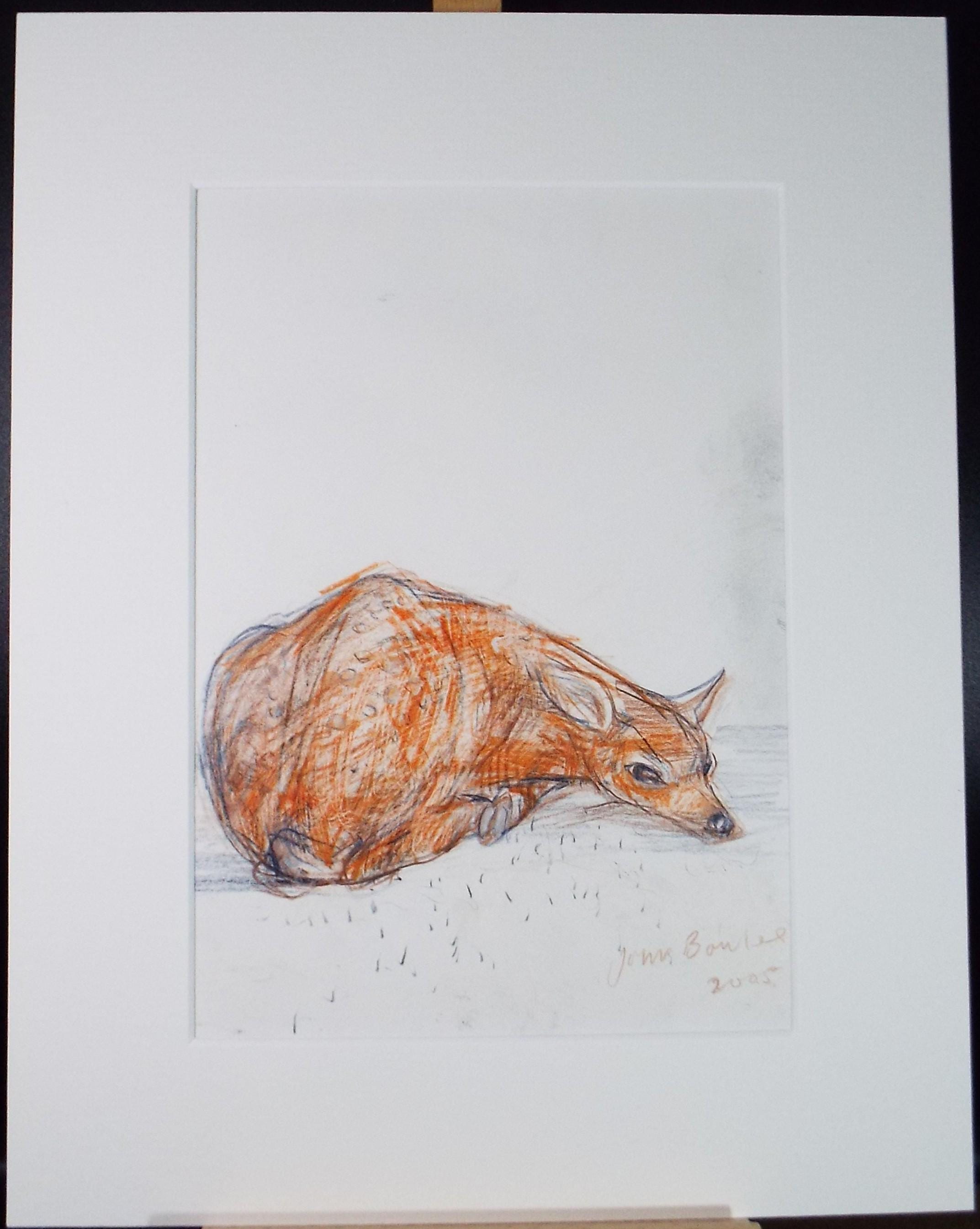 Original coloured pencil,'Fawn', 2005, John Gilbey Bowles (1929-2011)