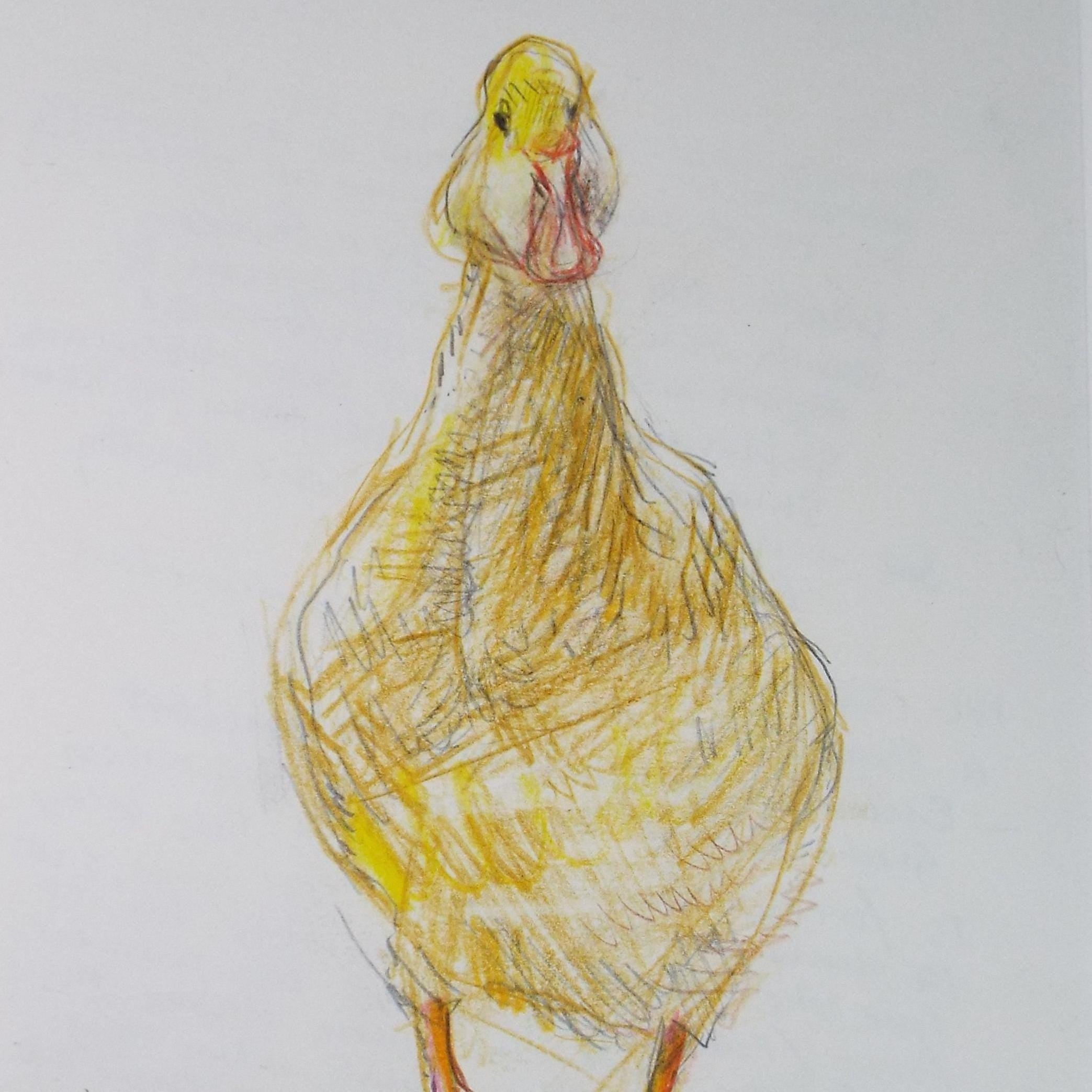 Original coloured pencil,'Duck', 2005, John Gilbey Bowles (1929-2011)