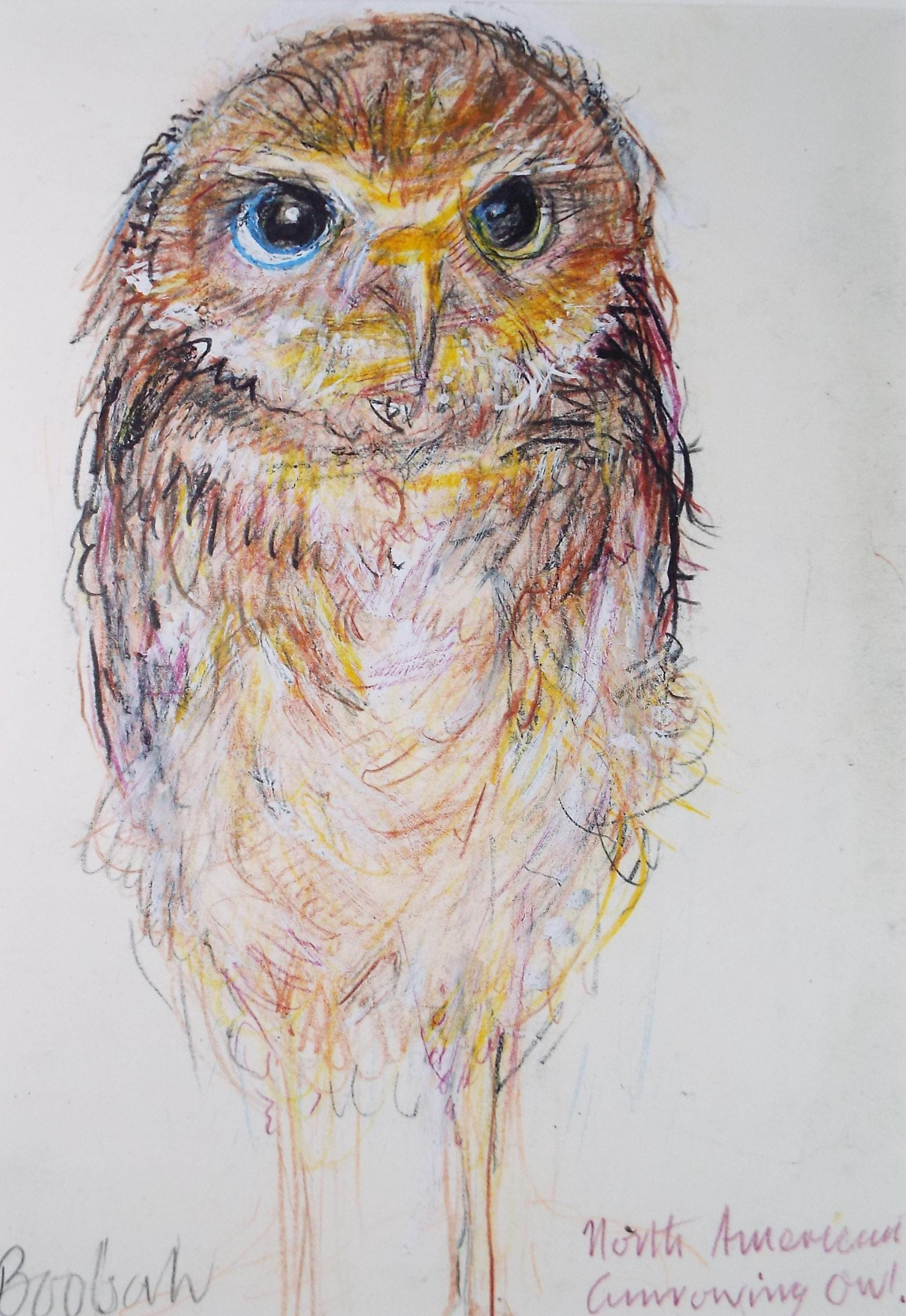 Original coloured pencil,'North American Burrowing Owl', 2005, John Gilbey Bowles (1929-2011)