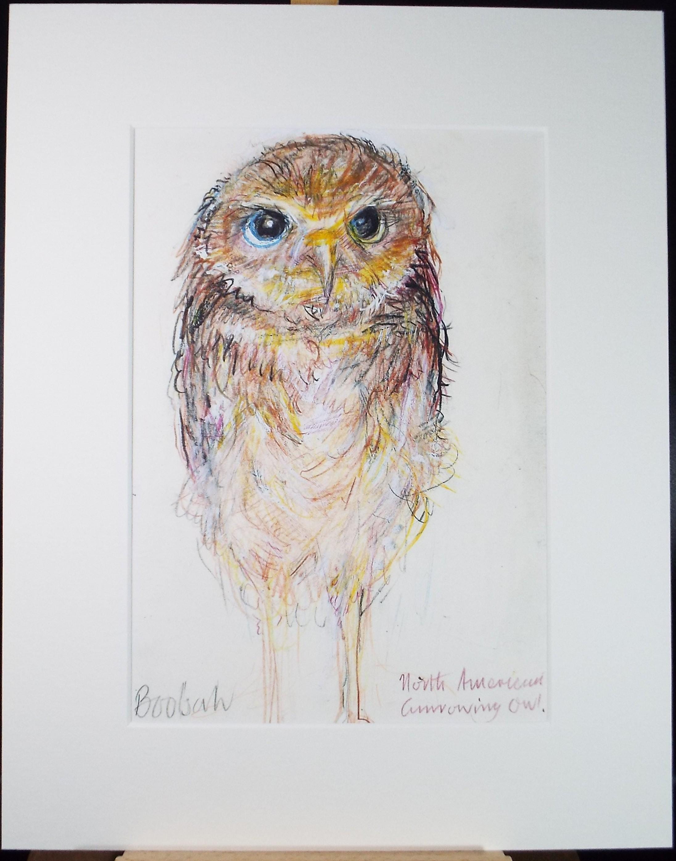 Original coloured pencil,'North American Burrowing Owl', 2005, John Gilbey Bowles (1929-2011)