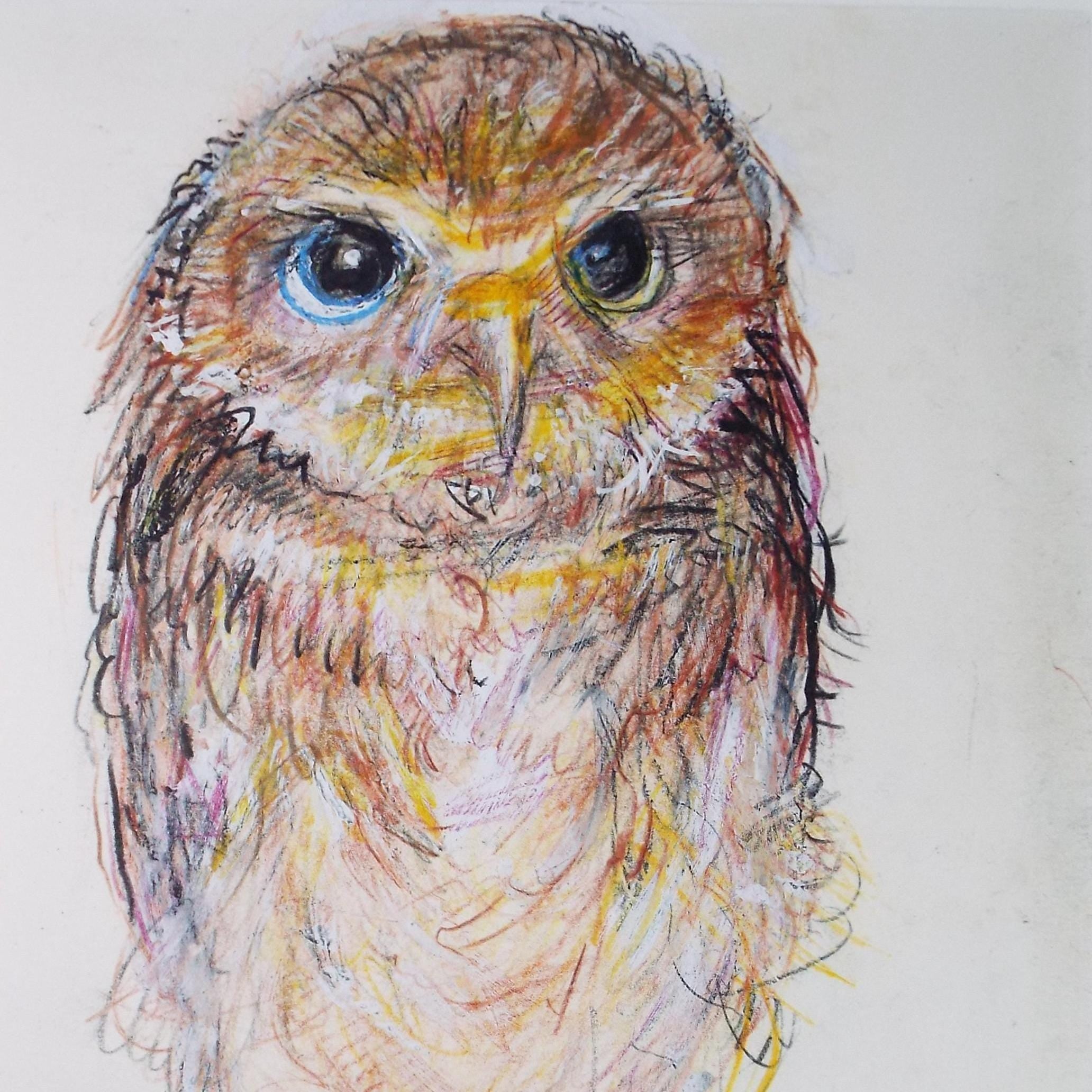 Original coloured pencil,'North American Burrowing Owl', 2005, John Gilbey Bowles (1929-2011)