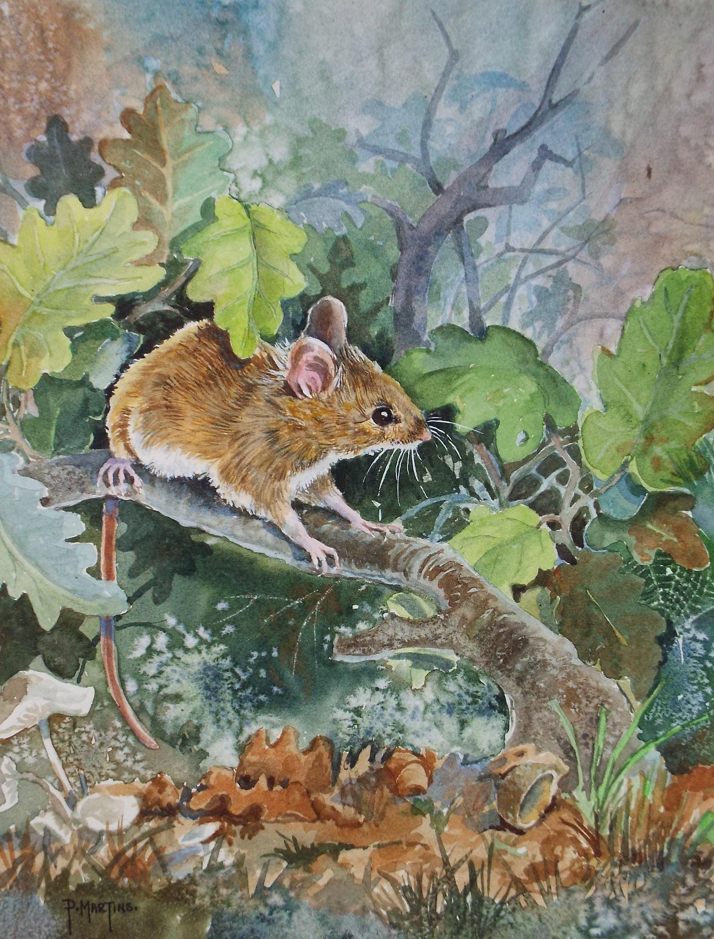 Original coloured pencil & Gouache,'Harvest Mouse', 2005, John Gilbey Bowles (1929-2011)