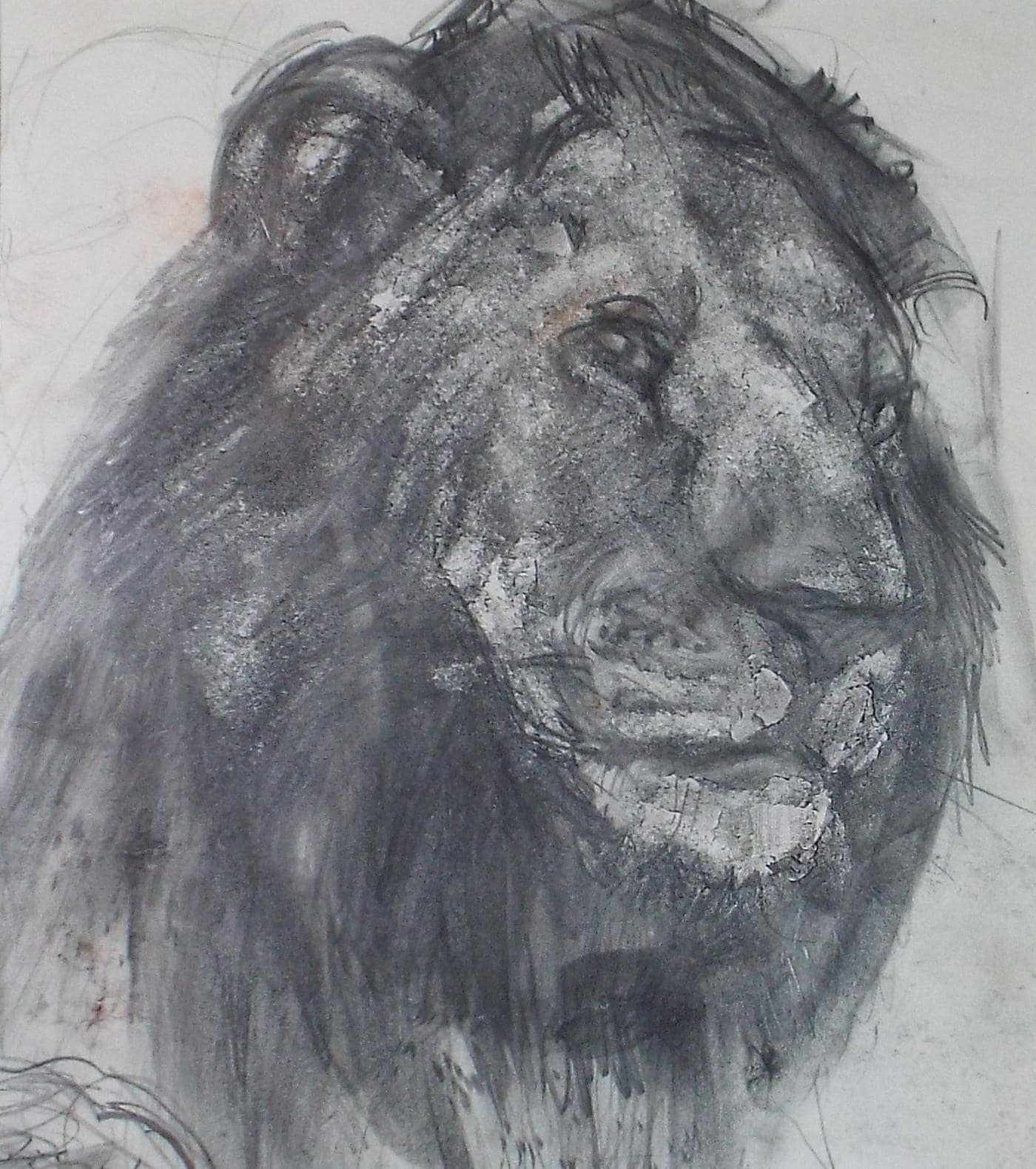 Pencil Drawing, 'Lion', John Gilbey Bowles (1929-2011), Circa 1990's