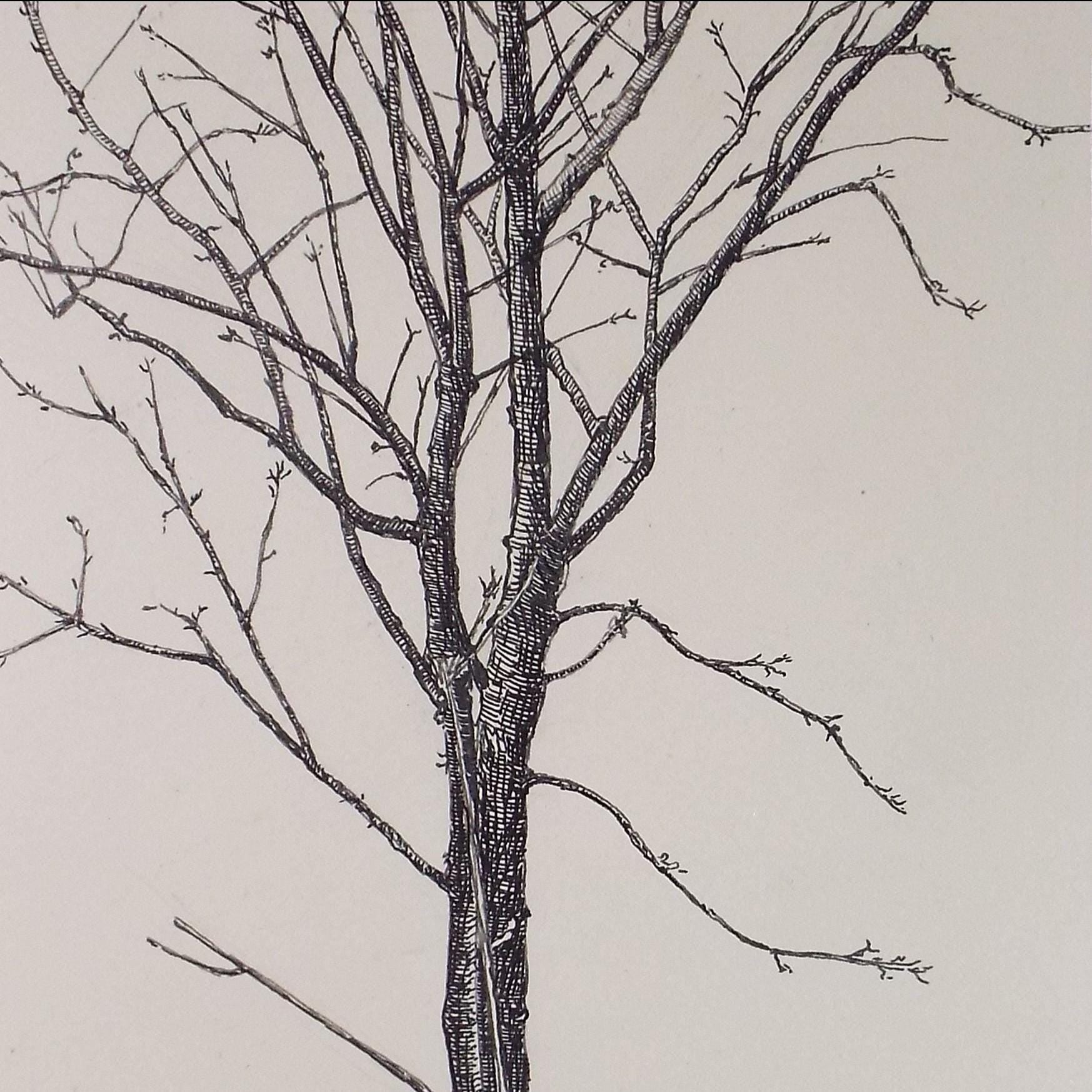Original Pen & ink Sketch, 'Laburnum tree', S A Southern, Dated 1910