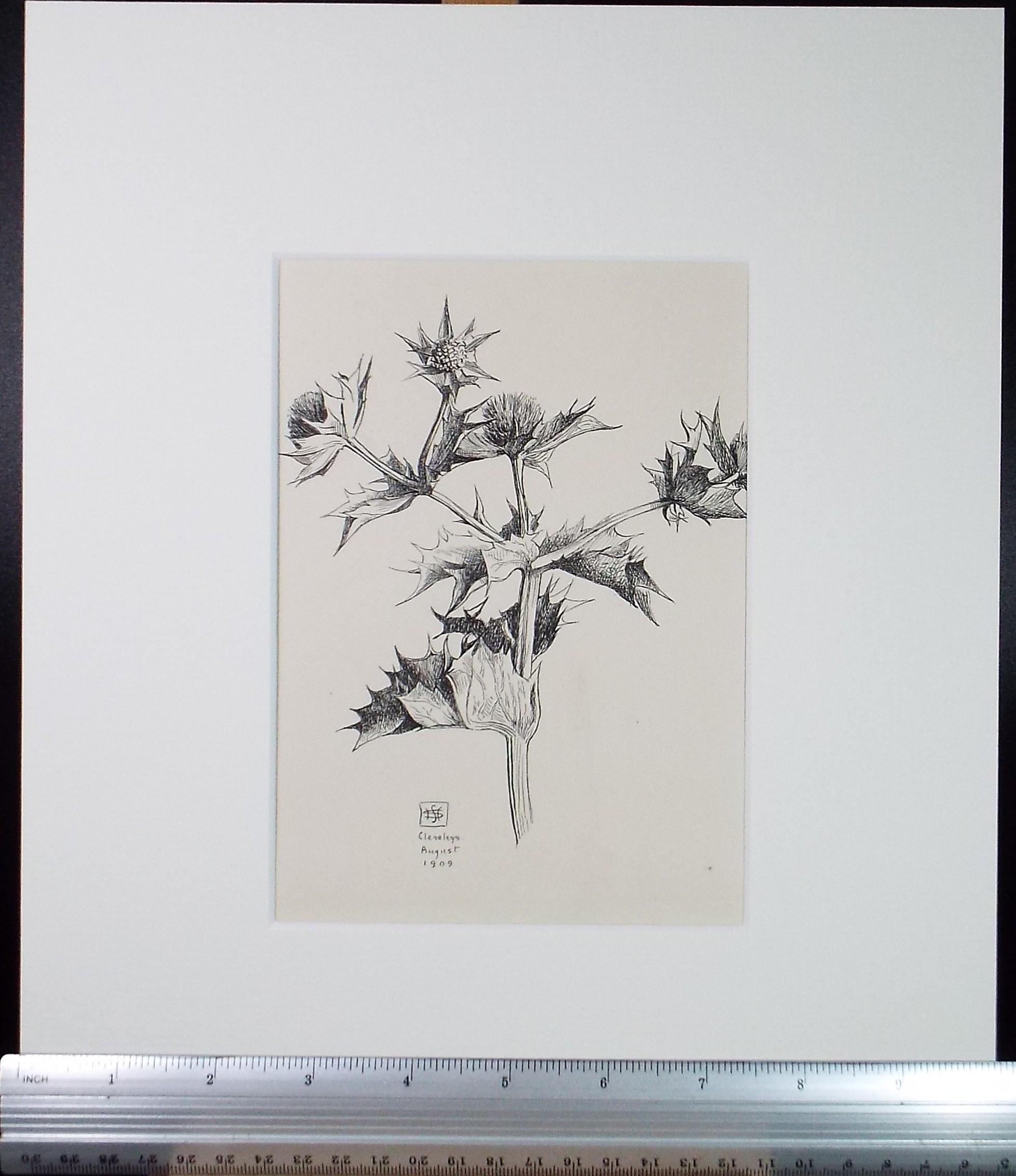Original Pen & ink Sketch, 'Sea Holly', S A Southern, Dated 1909