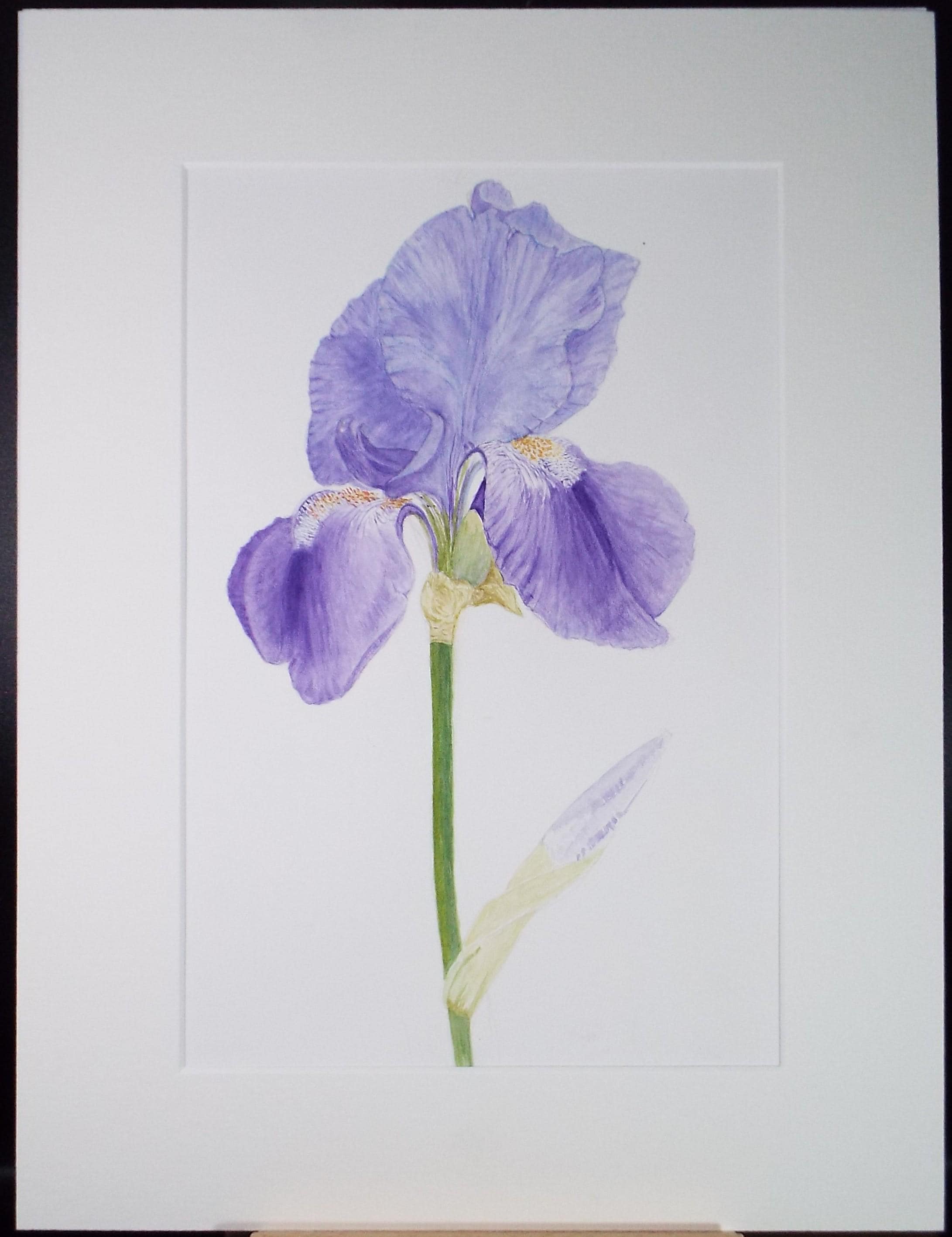 Original Watercolour, 'Iris Study', Circa 1990's, Unknown Artist