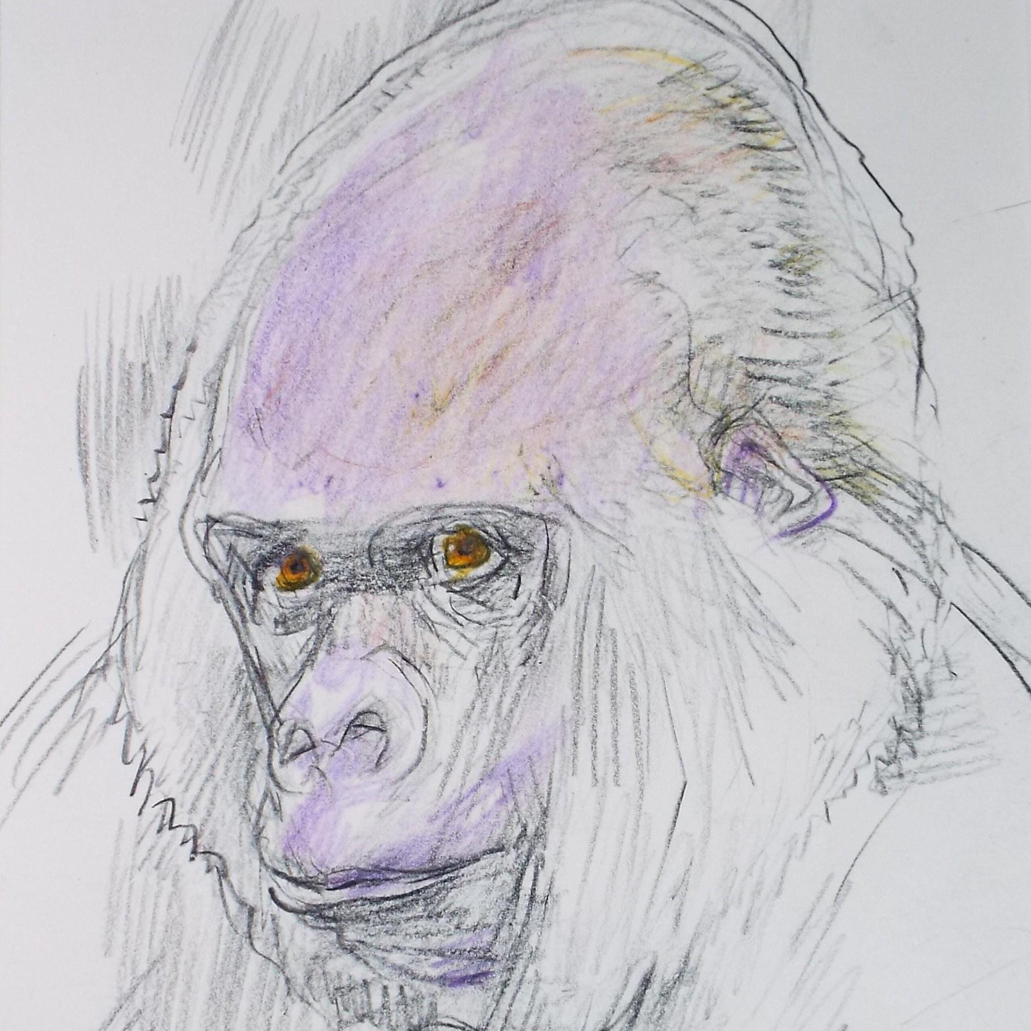 Original coloured pencil,'Gorilla', 2005, John Gilbey Bowles (1929-2011)