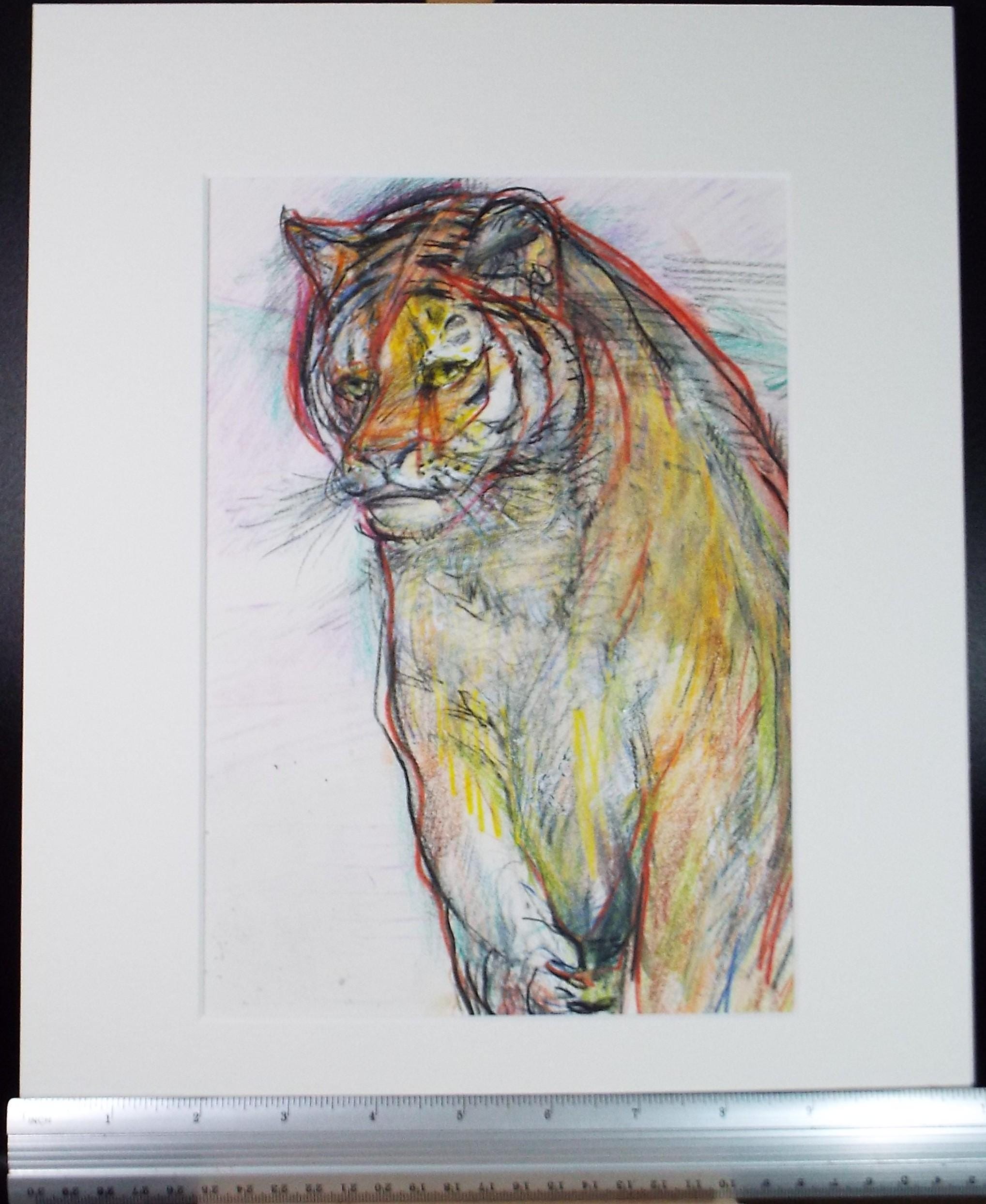 Original coloured pencil & Gouache,'Tiger', 2005, John Gilbey Bowles (1929-2011)