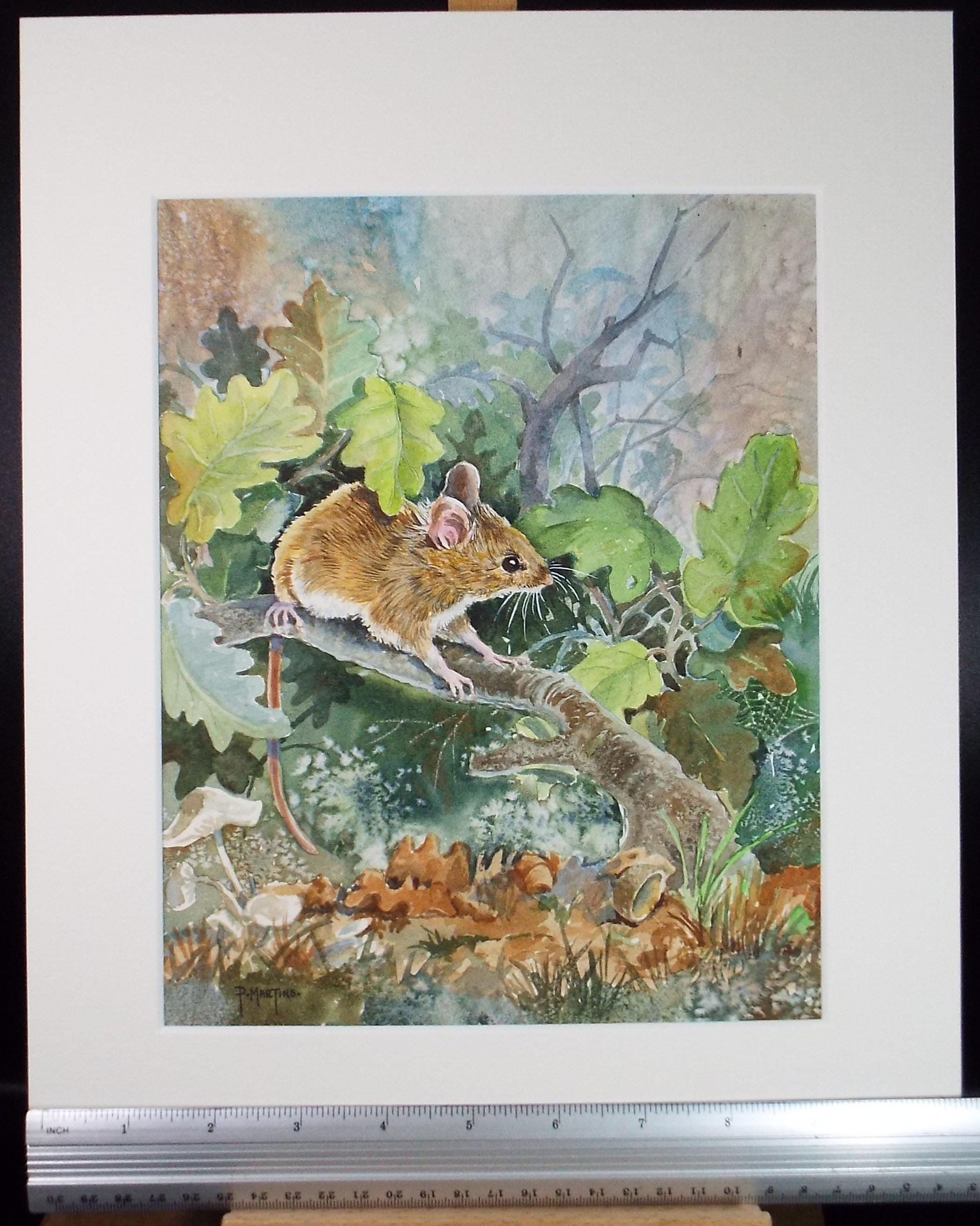 Original coloured pencil & Gouache,'Harvest Mouse', 2005, John Gilbey Bowles (1929-2011)