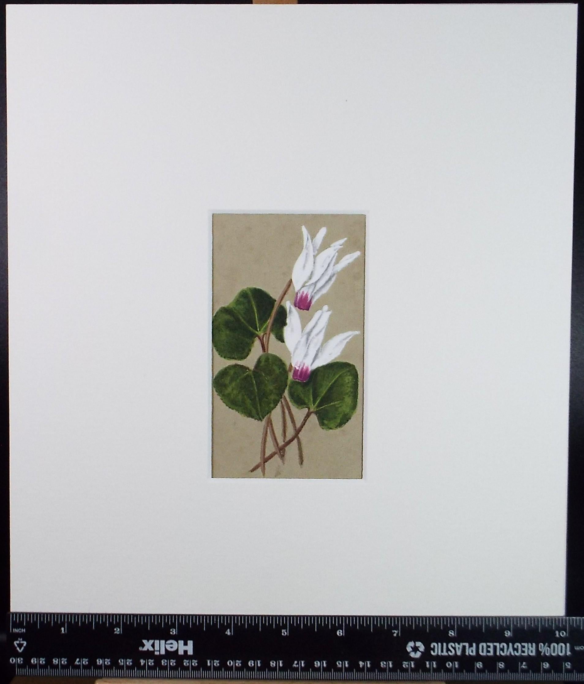 Original Watercolour, 'Cyclamen', Circa 1920's, Unknown Artist