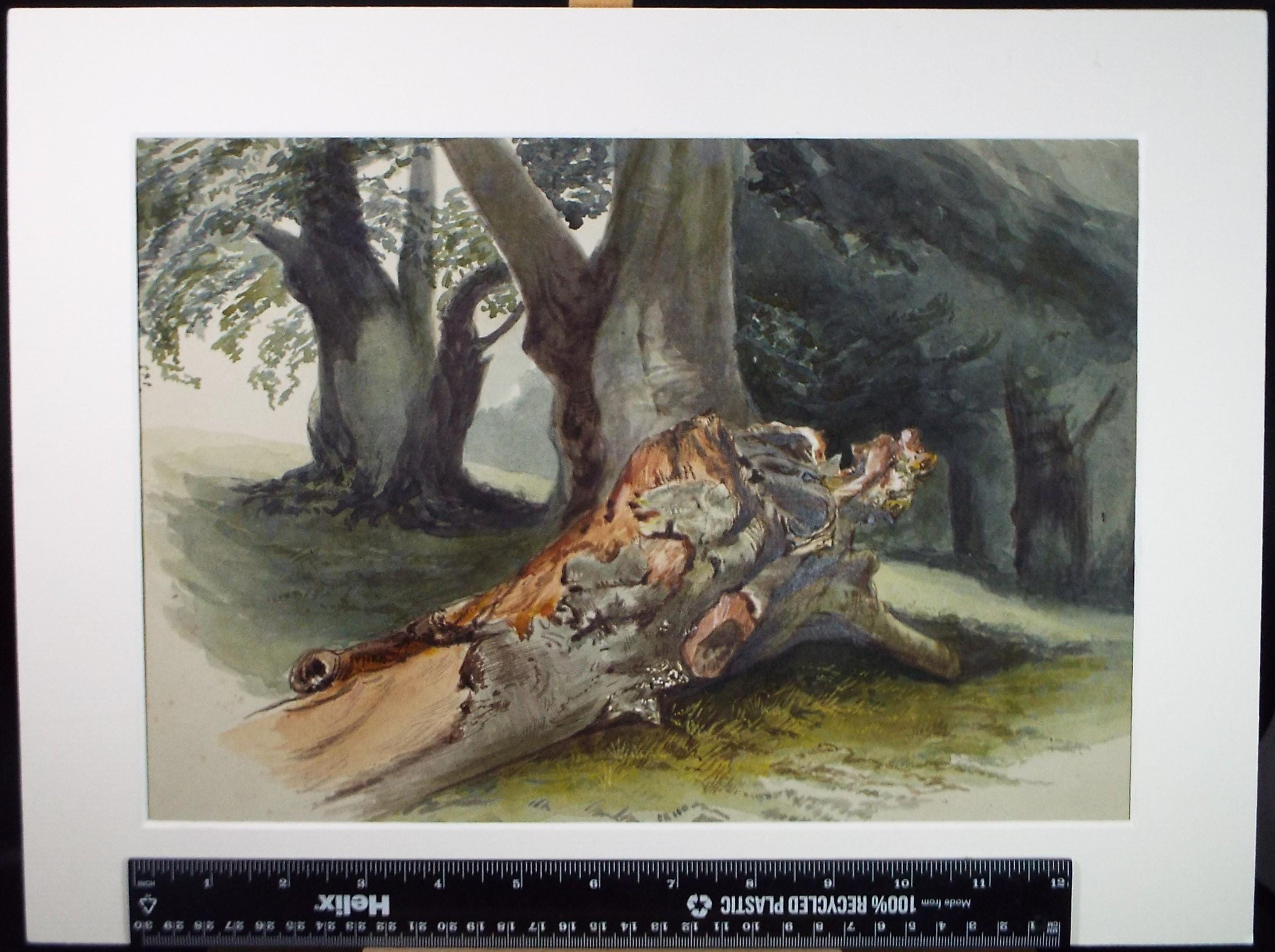 Original Watercolour, 'Fallen Tree', Circa 1900, Artist Unknown