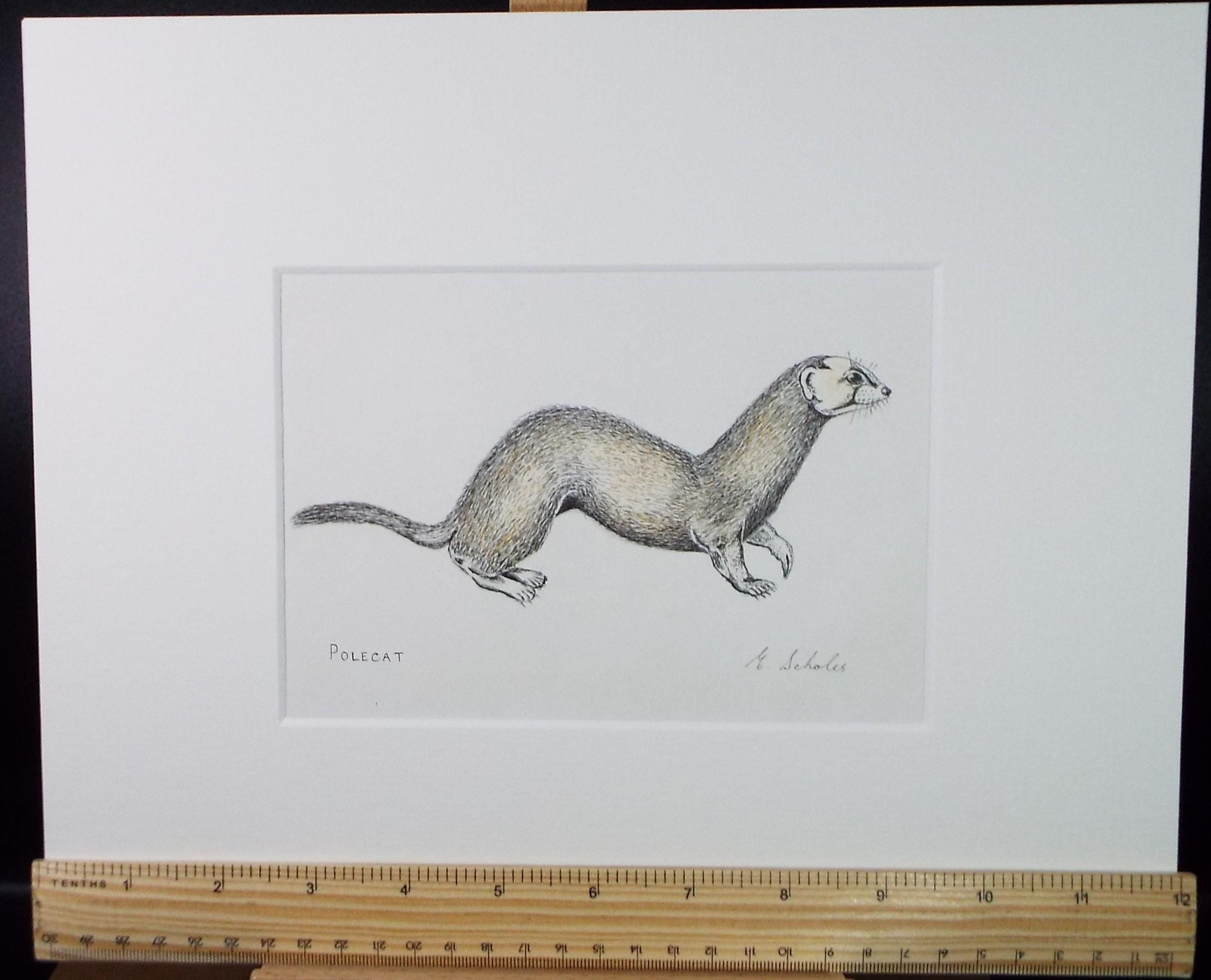 Original Pen & Pencil, 'Polecat', Circa 1970's , E Scholes