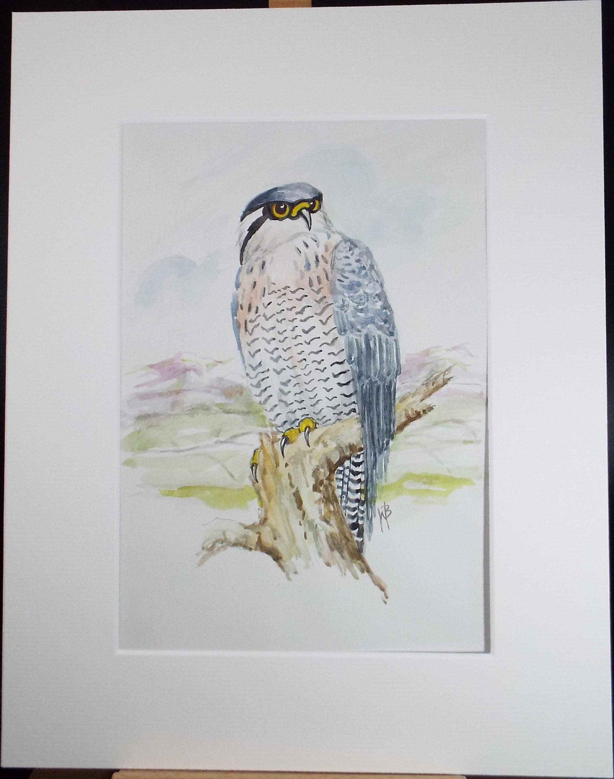Original watercolour, Peregrine Falcon', Circa 1970's, W. Brewer