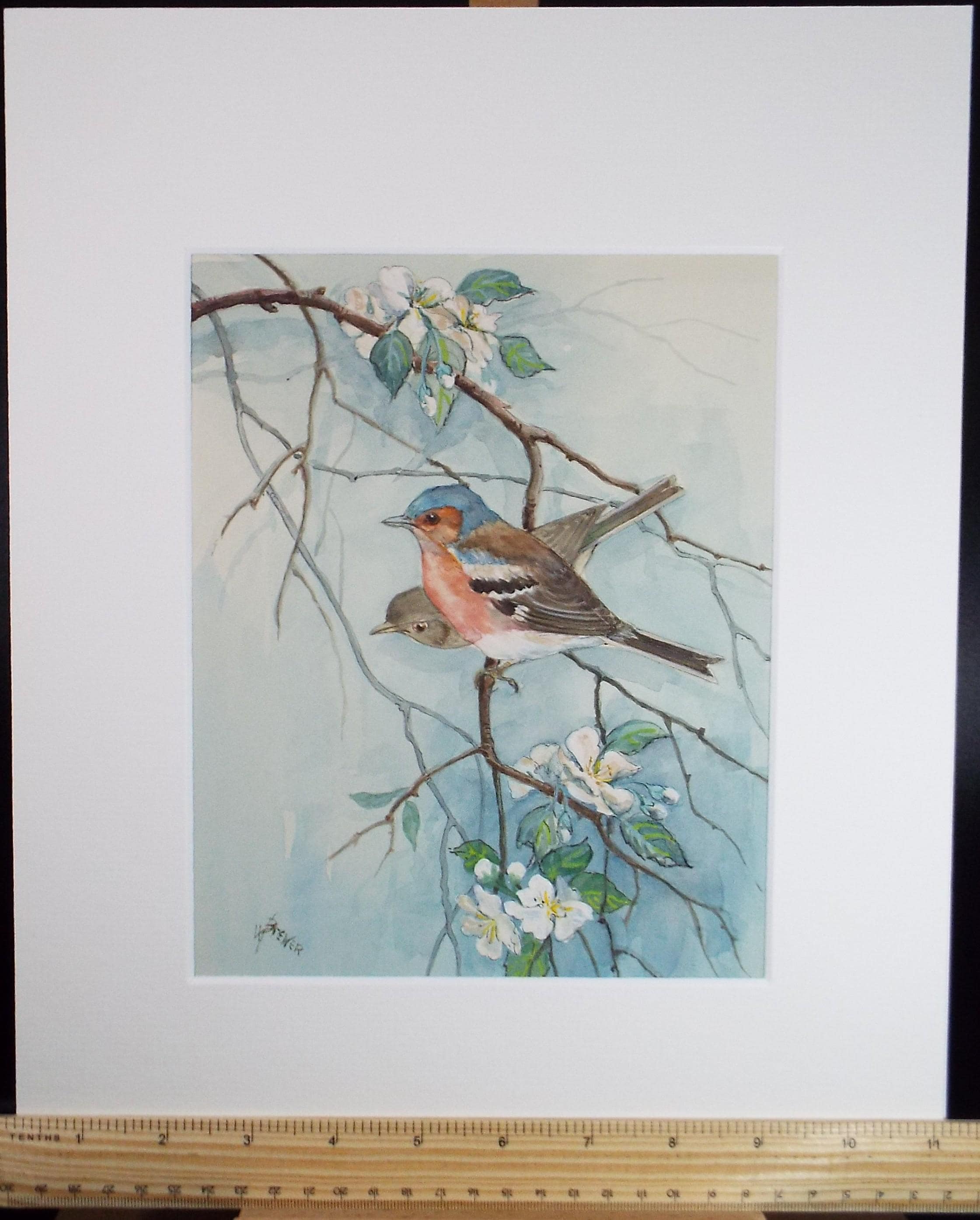 Original watercolour, 'Chaffinch', Circa 1970's, W. Brewer
