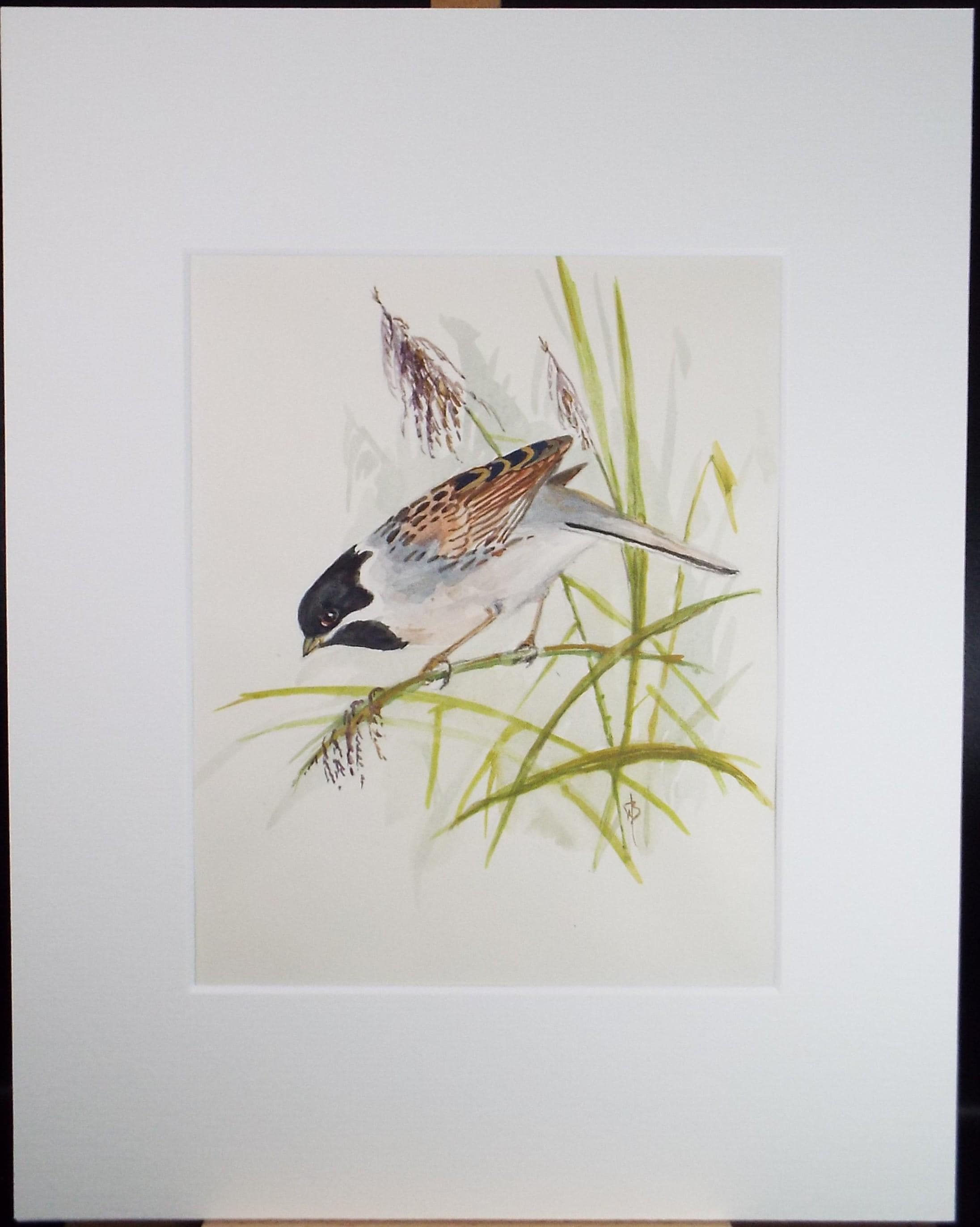 Original watercolour,'Tree Sparrow, Circa 1970's, W. Brewer