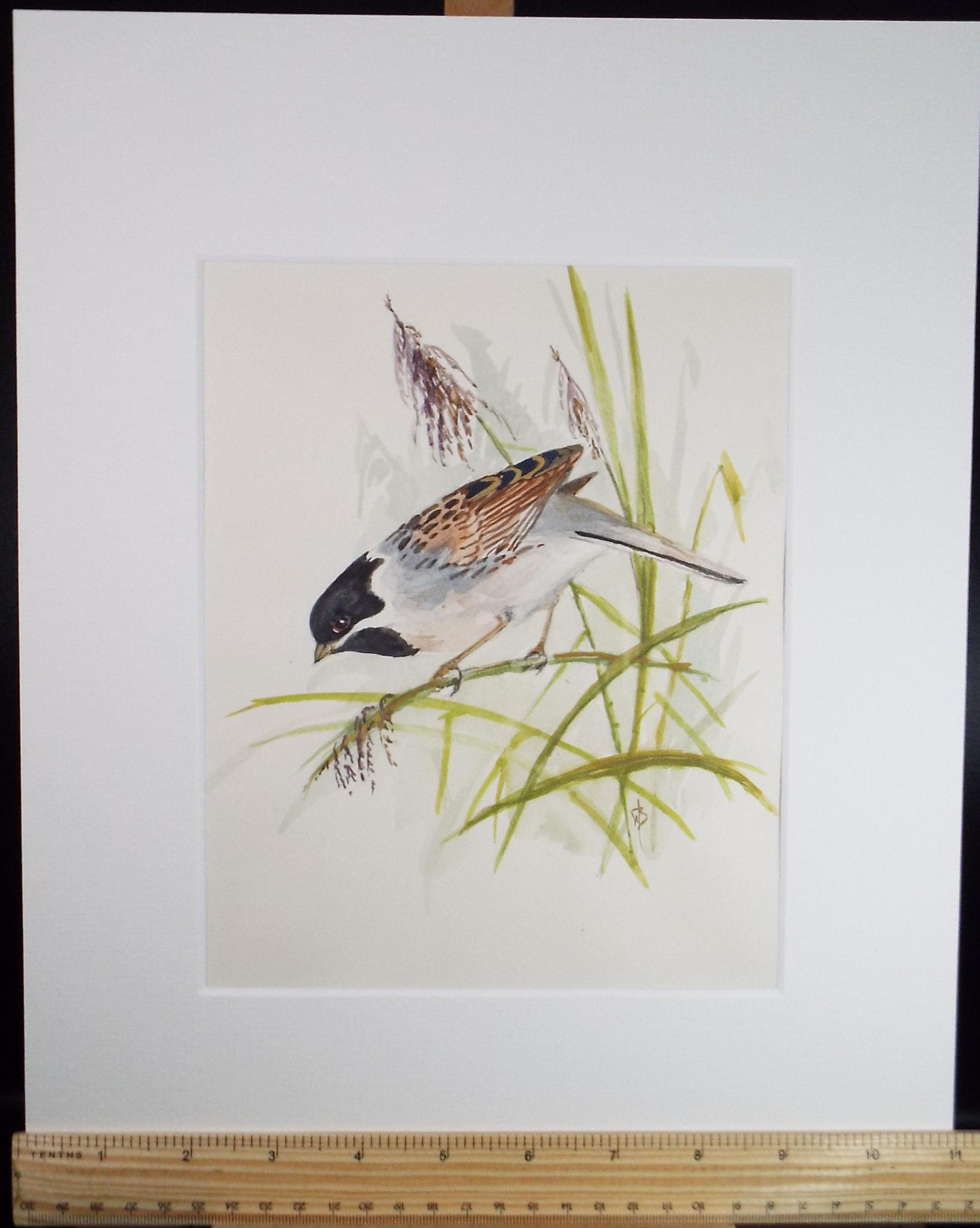 Original watercolour,'Tree Sparrow, Circa 1970's, W. Brewer