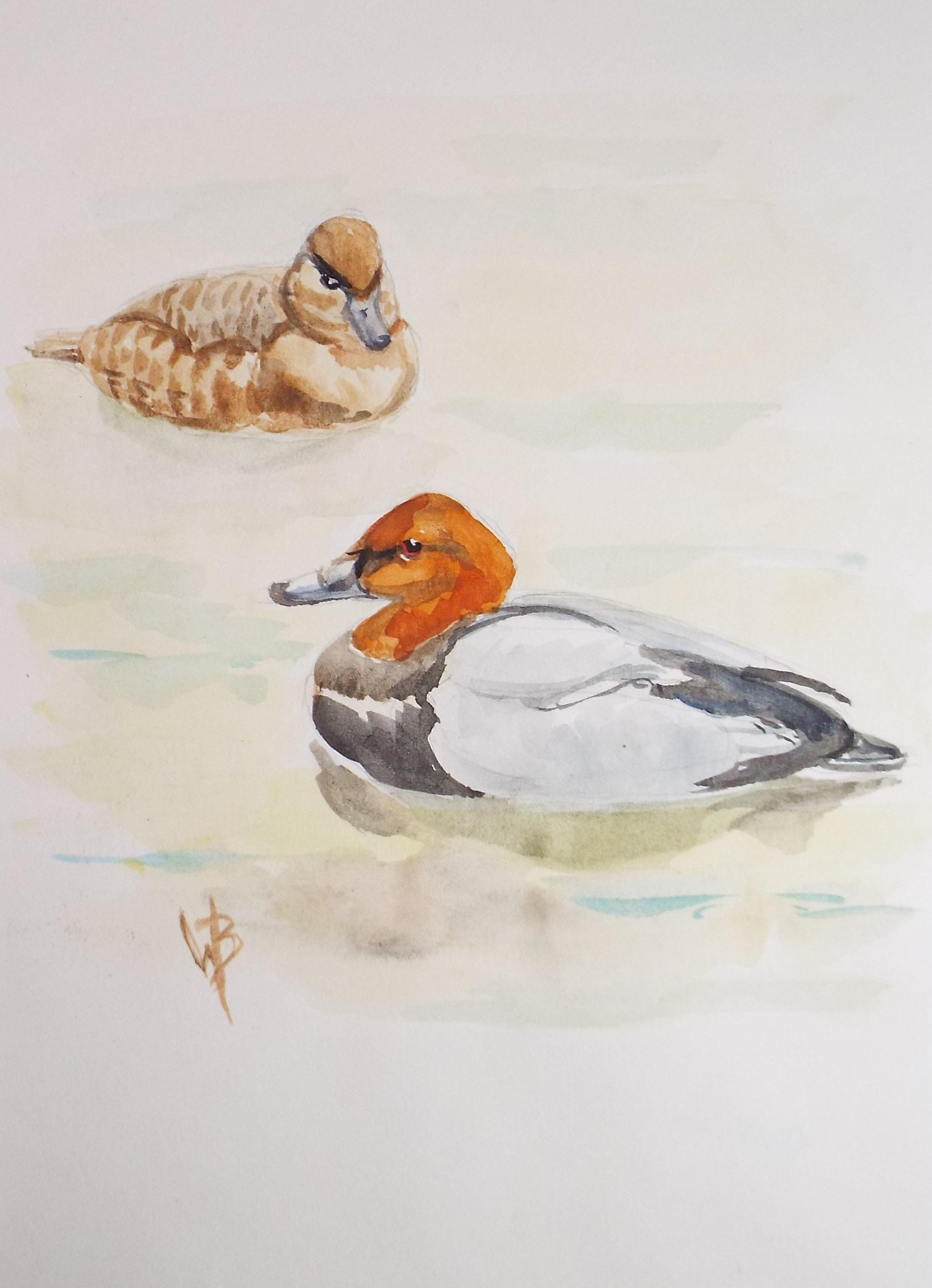 Original watercolour,'Red crested Pochard', Circa 1970's, W. Brewer