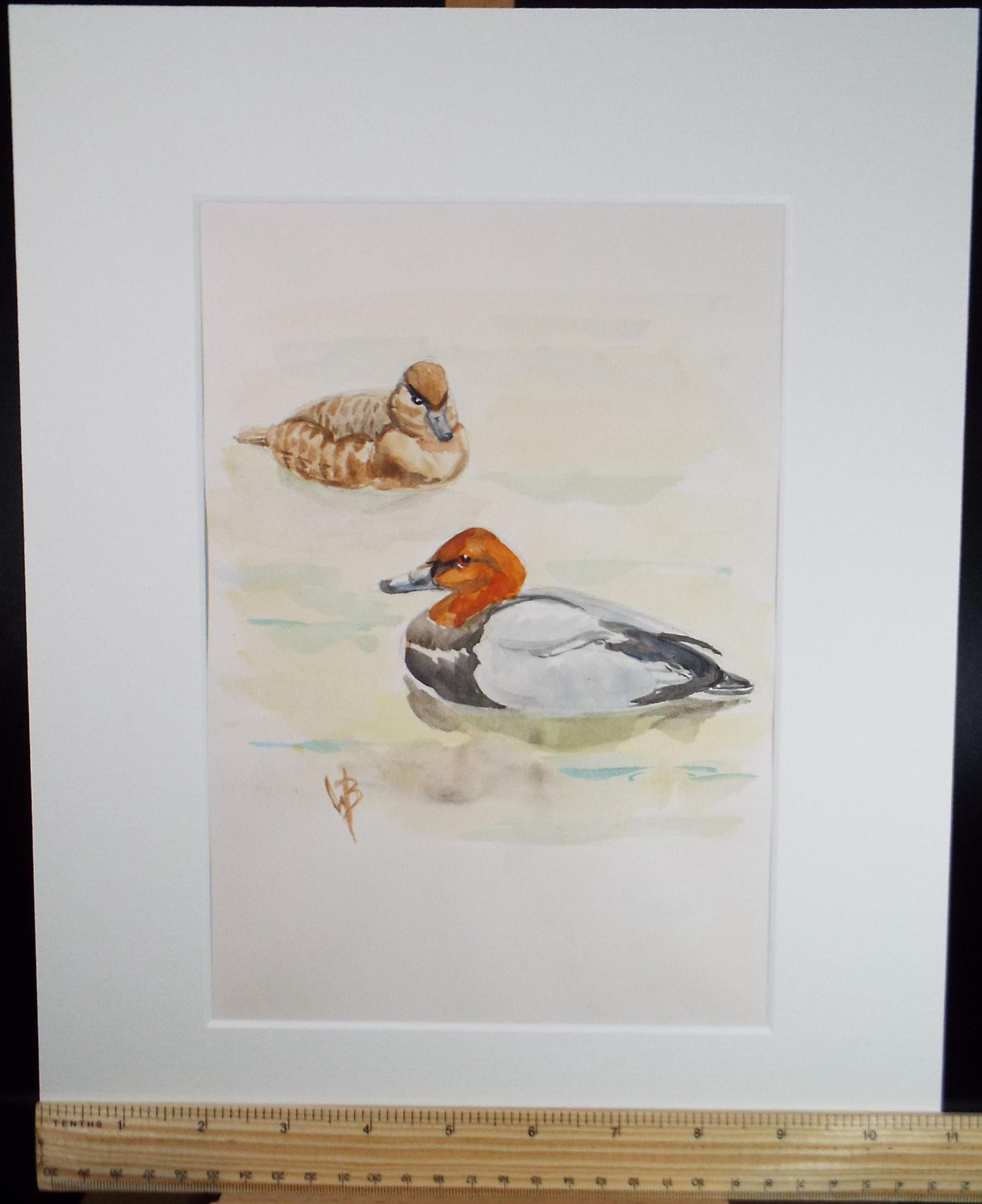 Original watercolour,'Red crested Pochard', Circa 1970's, W. Brewer