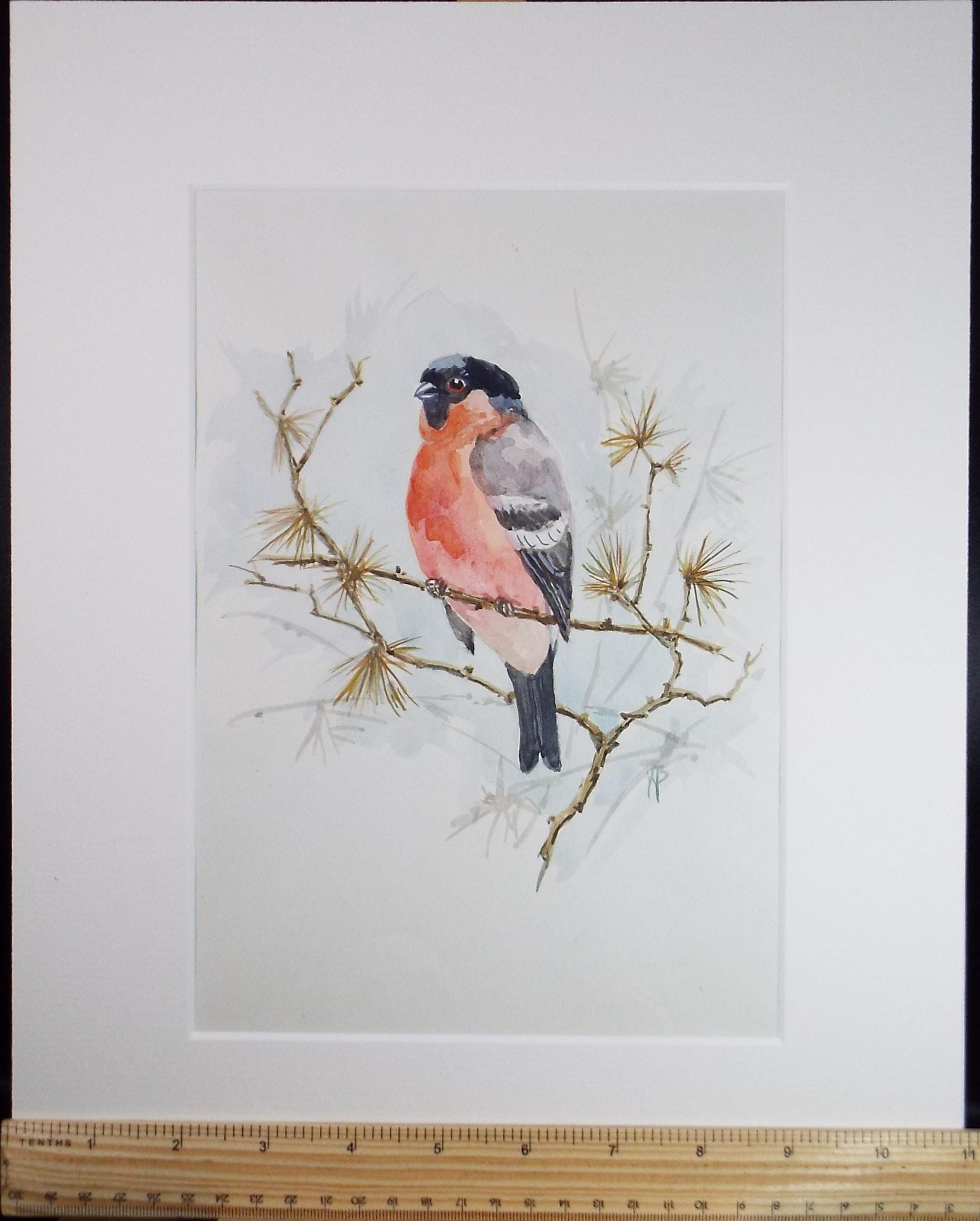 Original watercolour, 'Bullfinch', Circa 1970's, W. Brewer