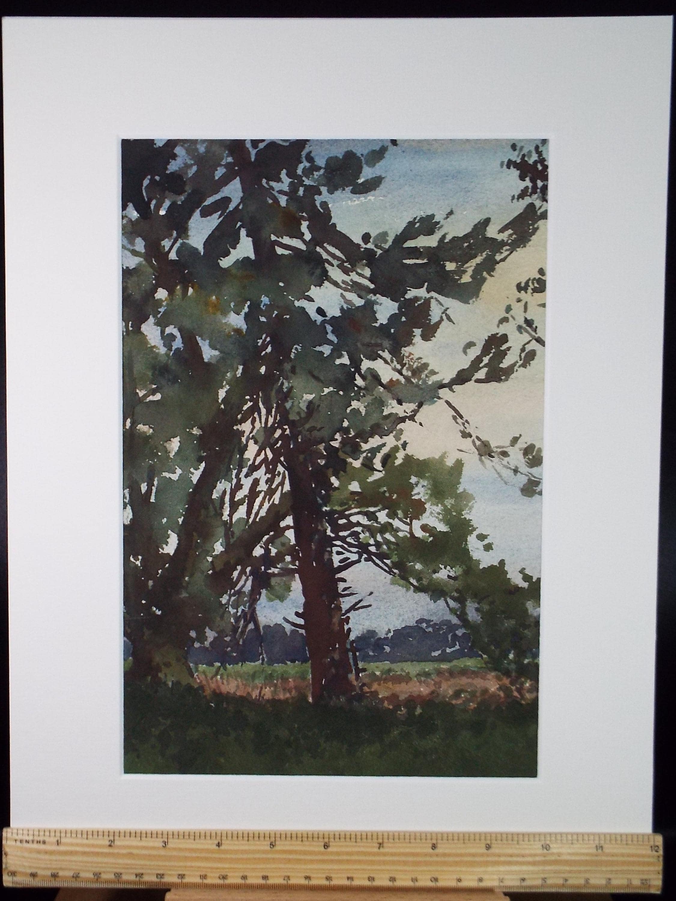 Original Watercolour, 'Tree Study', Henry Potter Stevens (1875-1965) Circa 1950's