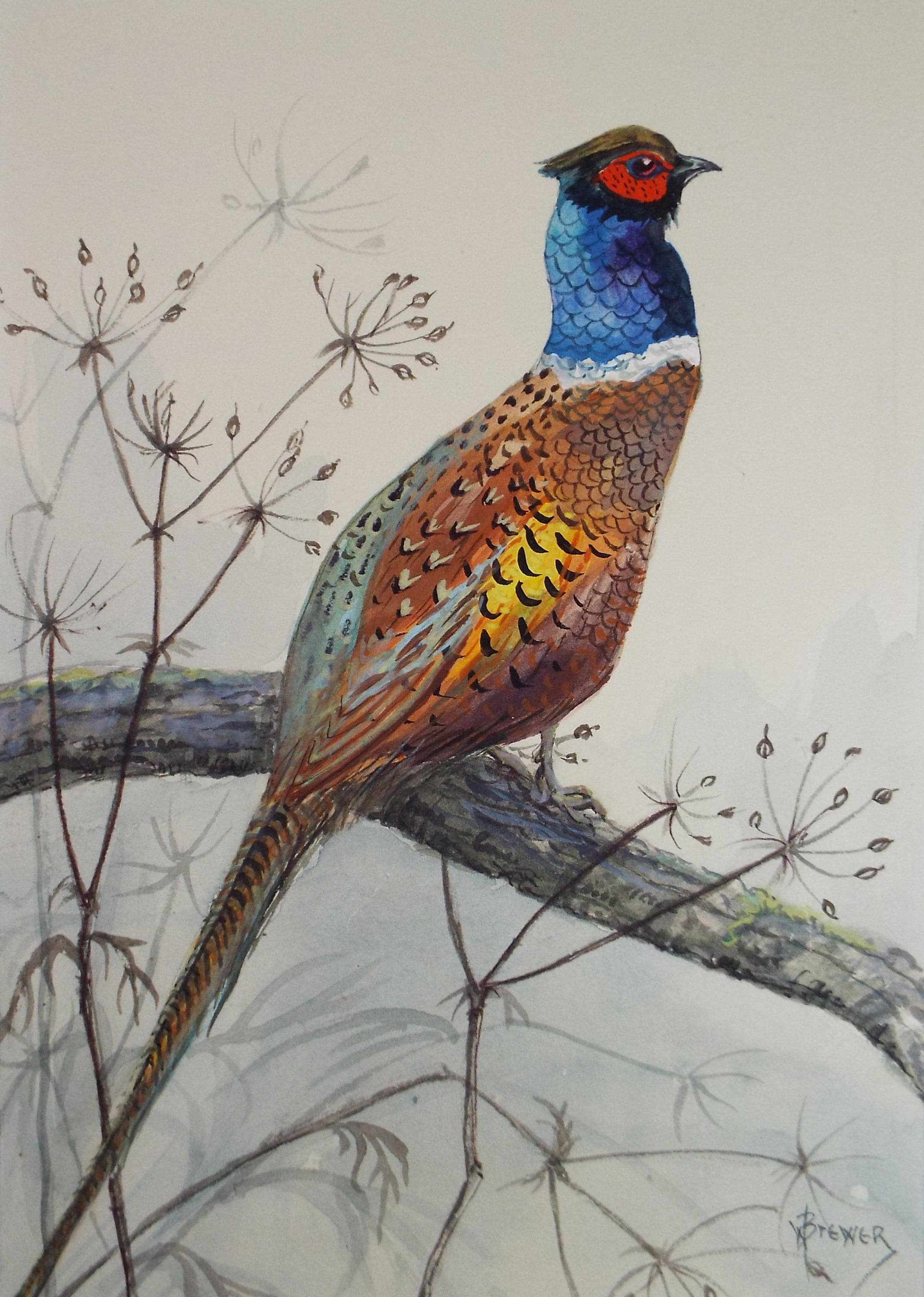 Original watercolour, 'Pheasant', Circa 1970's, W. Brewer