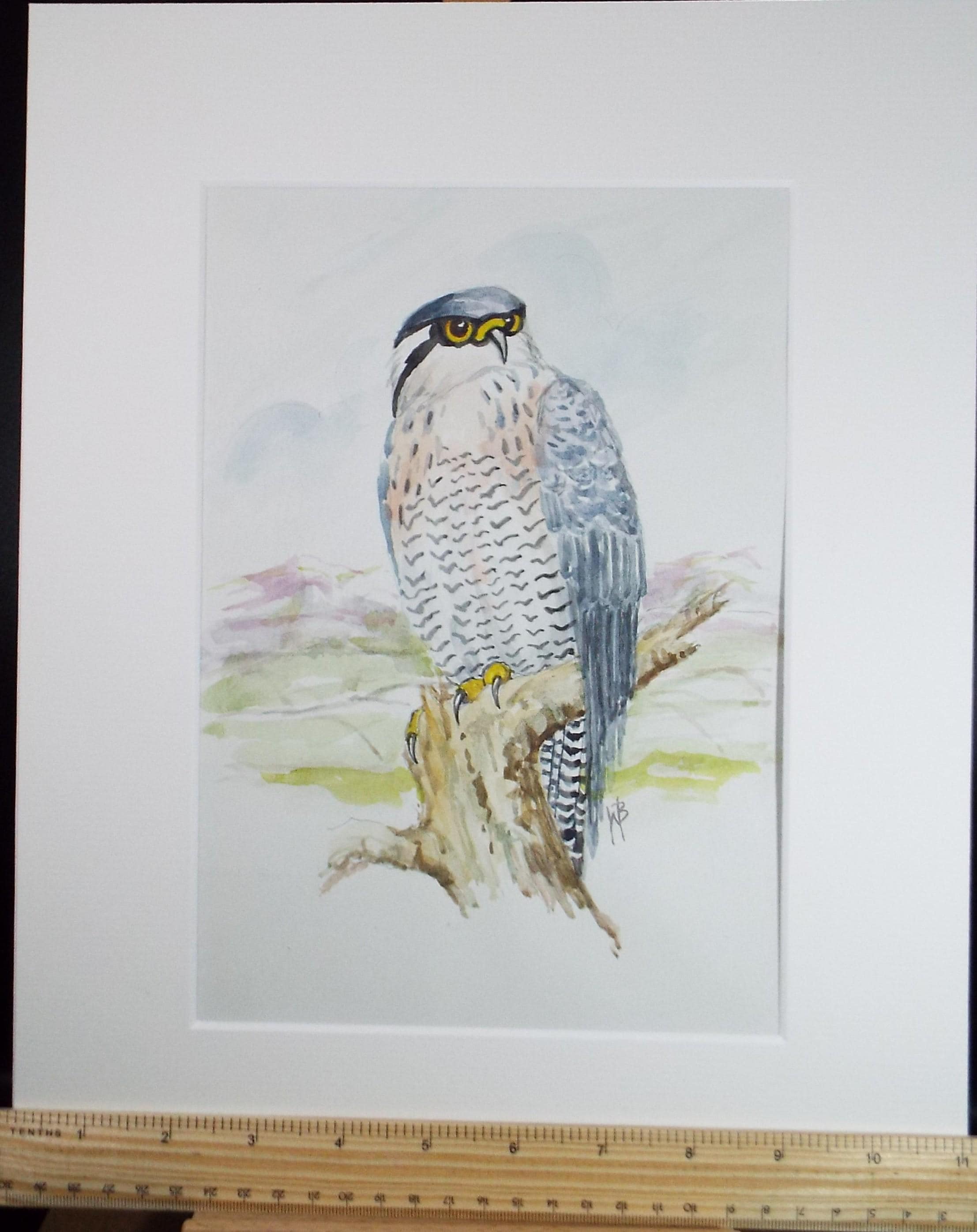Original watercolour, Peregrine Falcon', Circa 1970's, W. Brewer