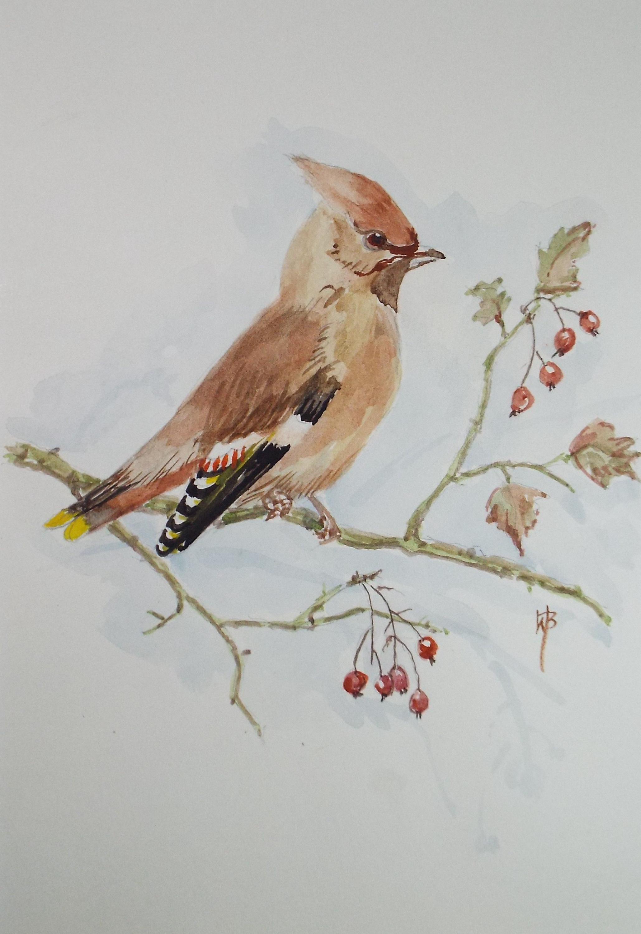 Original watercolour,'Waxwing' Circa 1970's, W. Brewer