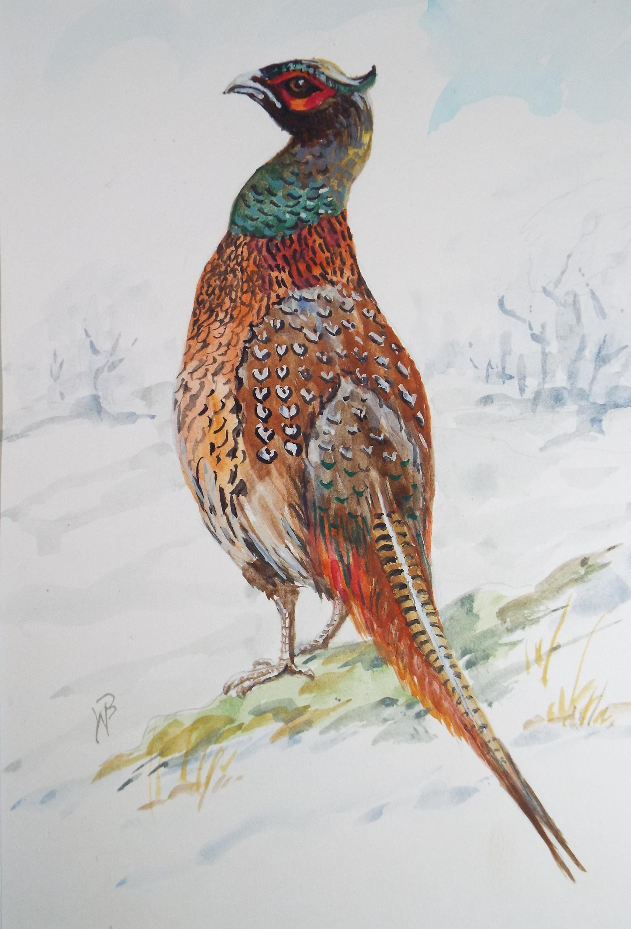 Original watercolour, 'Pheasant', Circa 1970's, W. Brewer