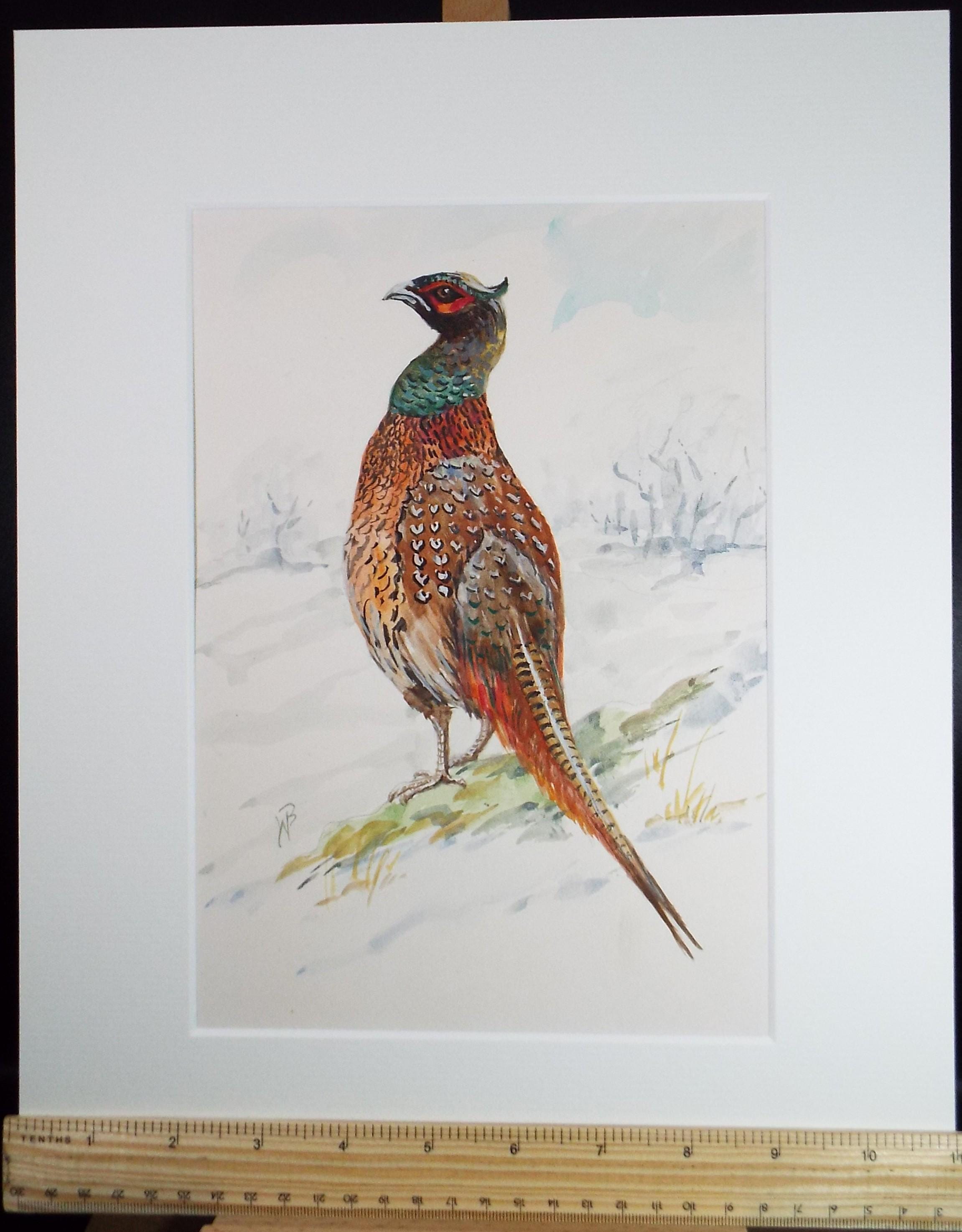 Original watercolour, 'Pheasant', Circa 1970's, W. Brewer