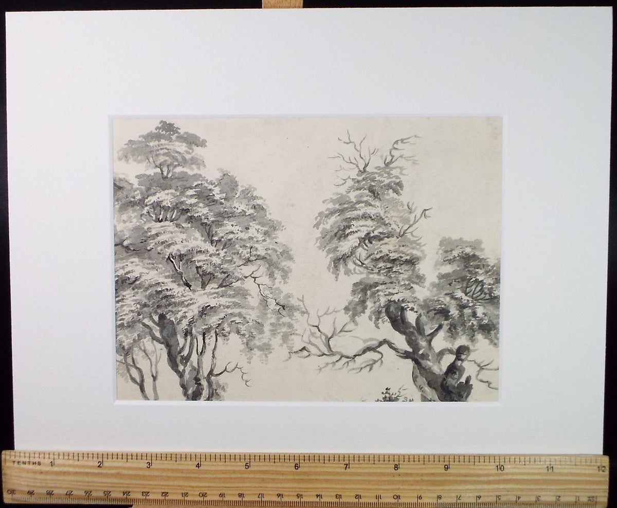 Original Watercolour, 'Tree Study', Late 19th Century, Artist Unknown