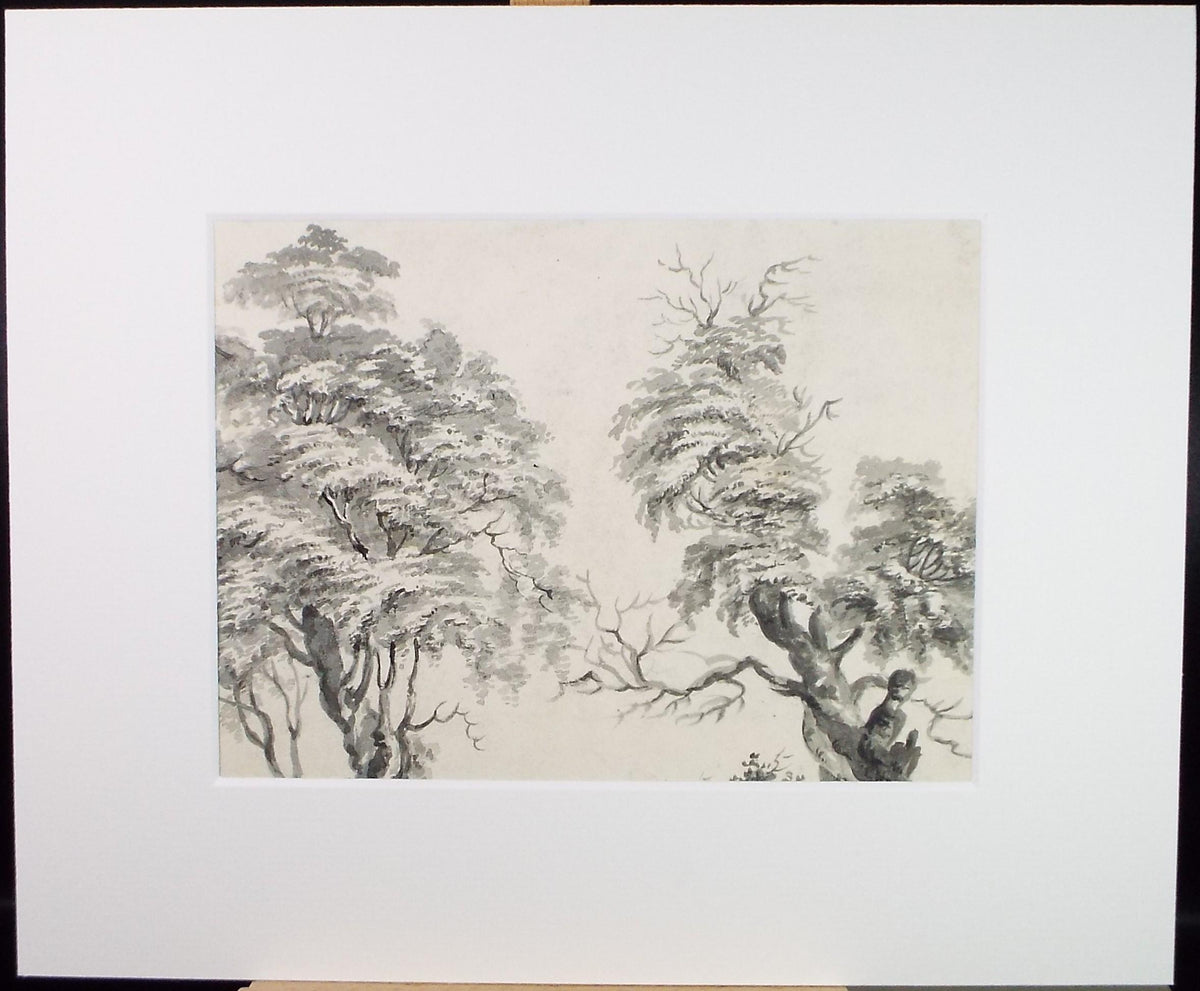 Original Watercolour, 'Tree Study', Late 19th Century, Artist Unknown