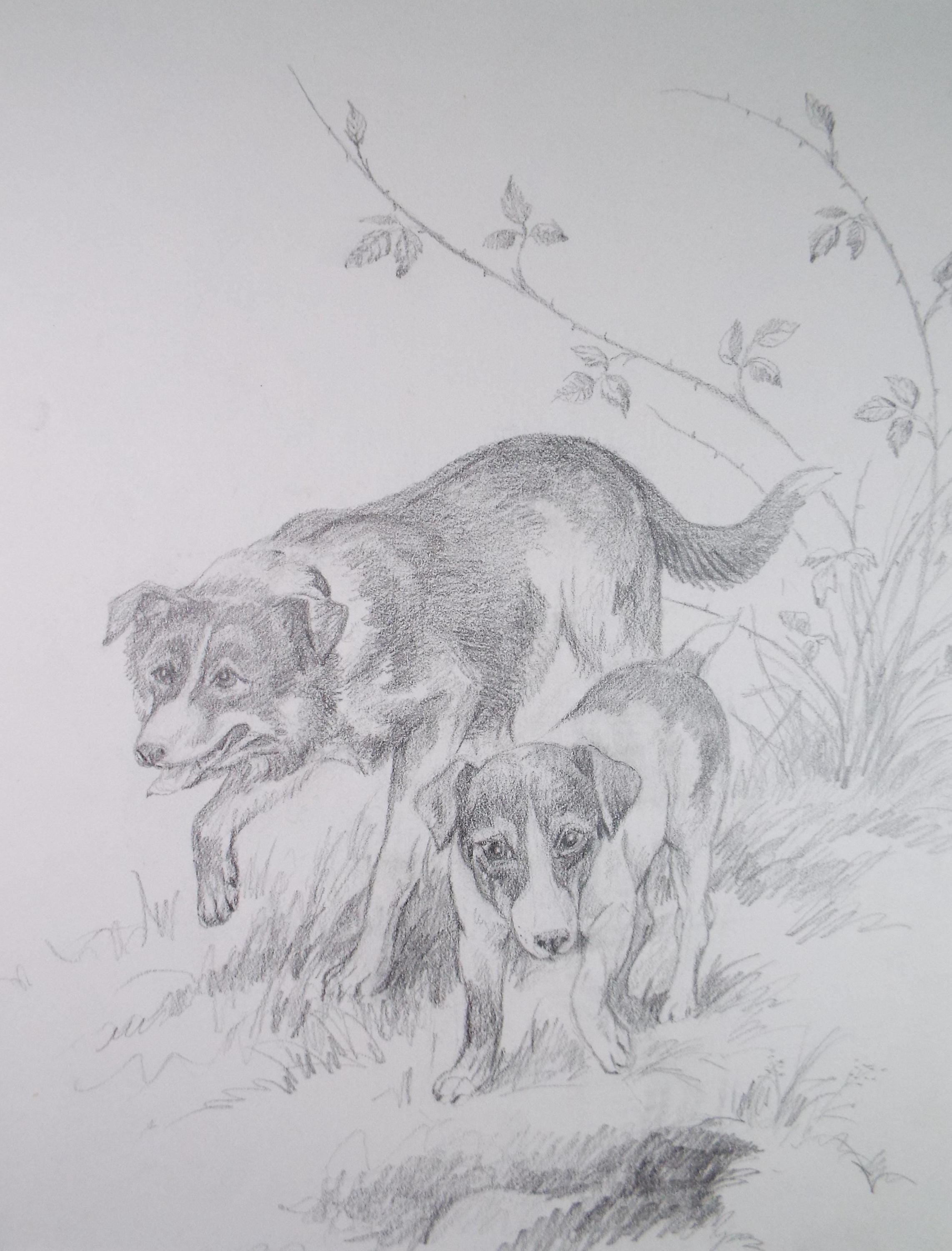 Original pencil drawing ,'Two Dogs', circa 1980's Unknown artist