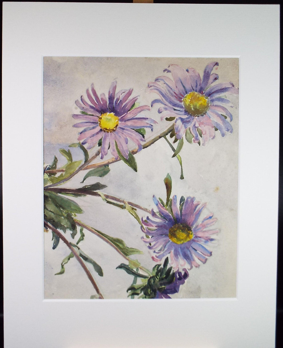 Original Watercolour, 'Still Life of Purple Aster', Circa 1950's , Unknown artist