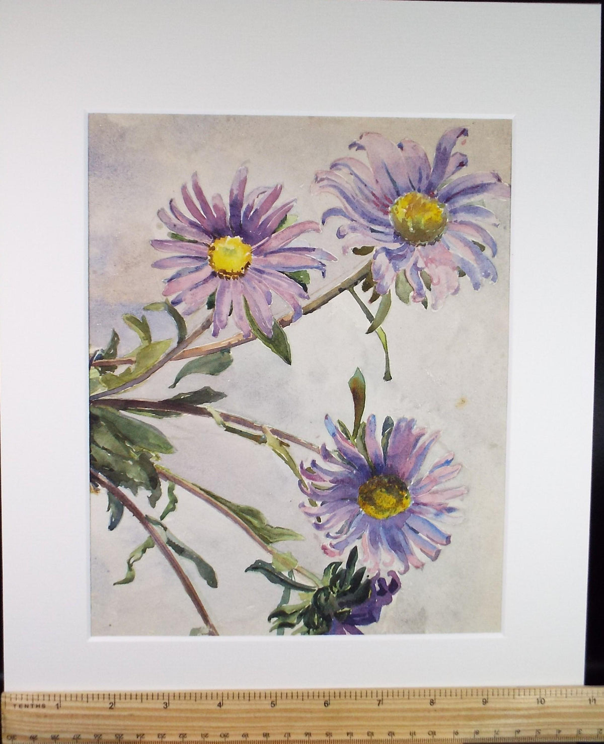 Original Watercolour, 'Still Life of Purple Aster', Circa 1950's , Unknown artist