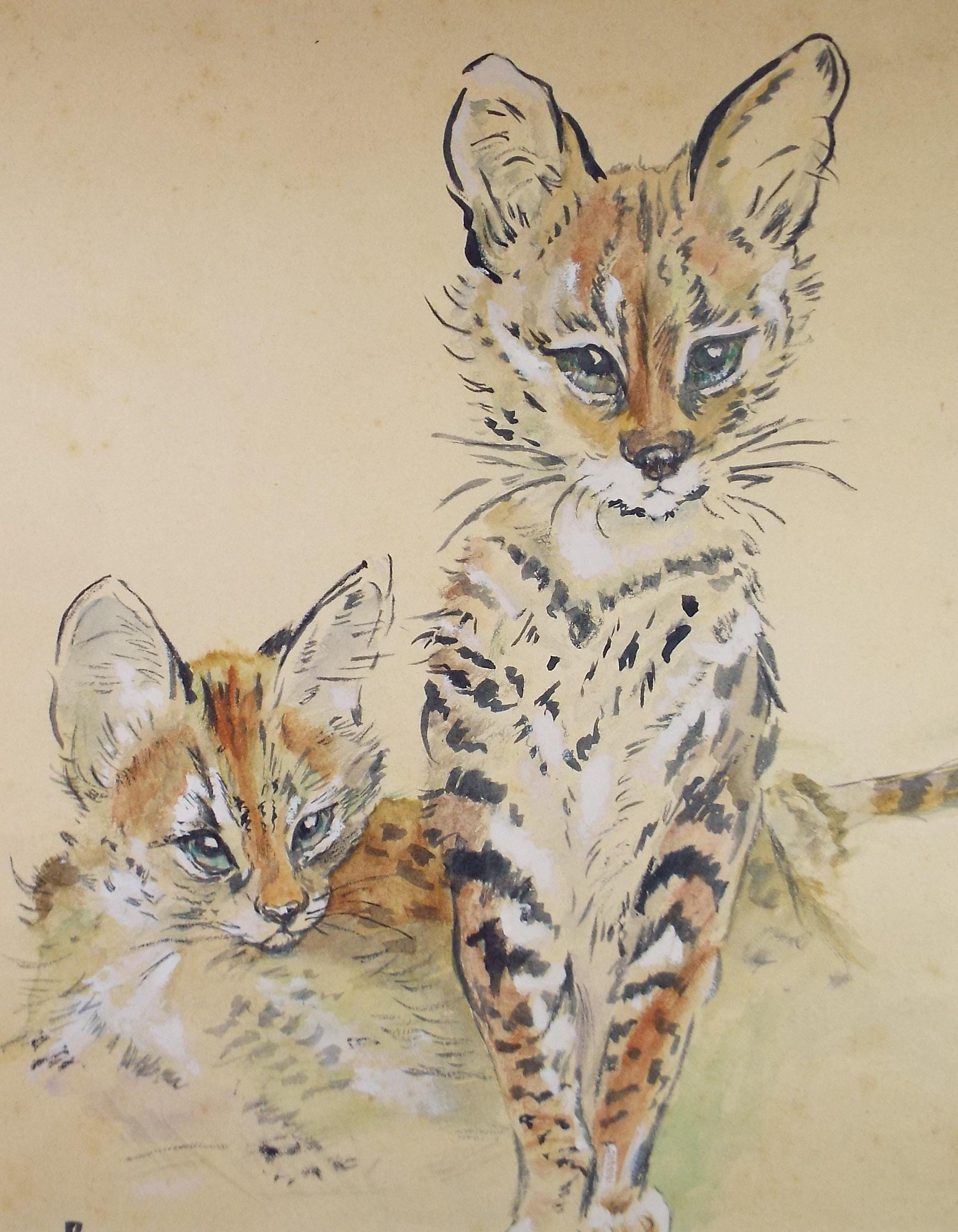 Watercolour Painting , 'Serval Kittens', Unknown Artist, Circa 1950's