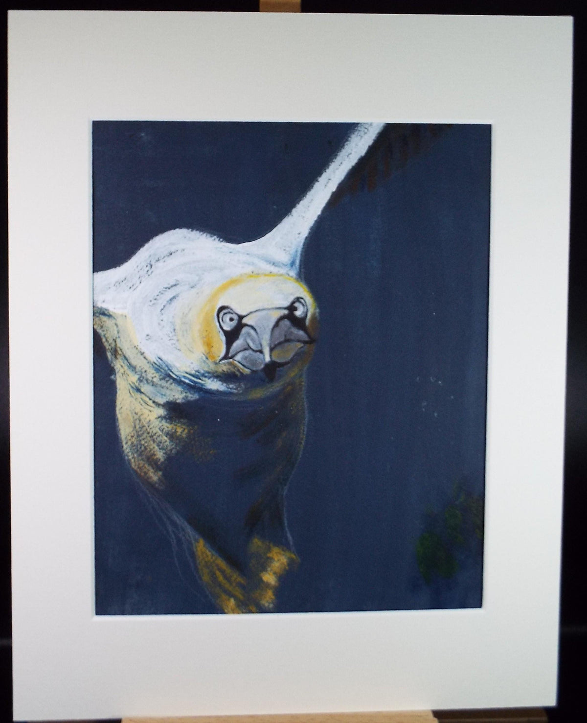 Gouache on paper, 'Study of a Gannet', Artist unknown, circa 1990's