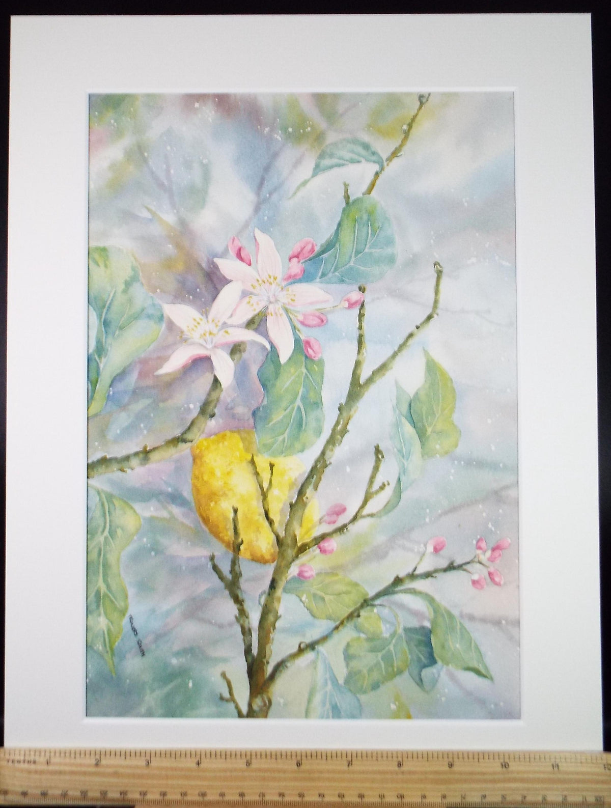 Original Watercolour, 'Still Life Lemon Blossom ', Circa 1990's ,Dorothea Travers-Smith,