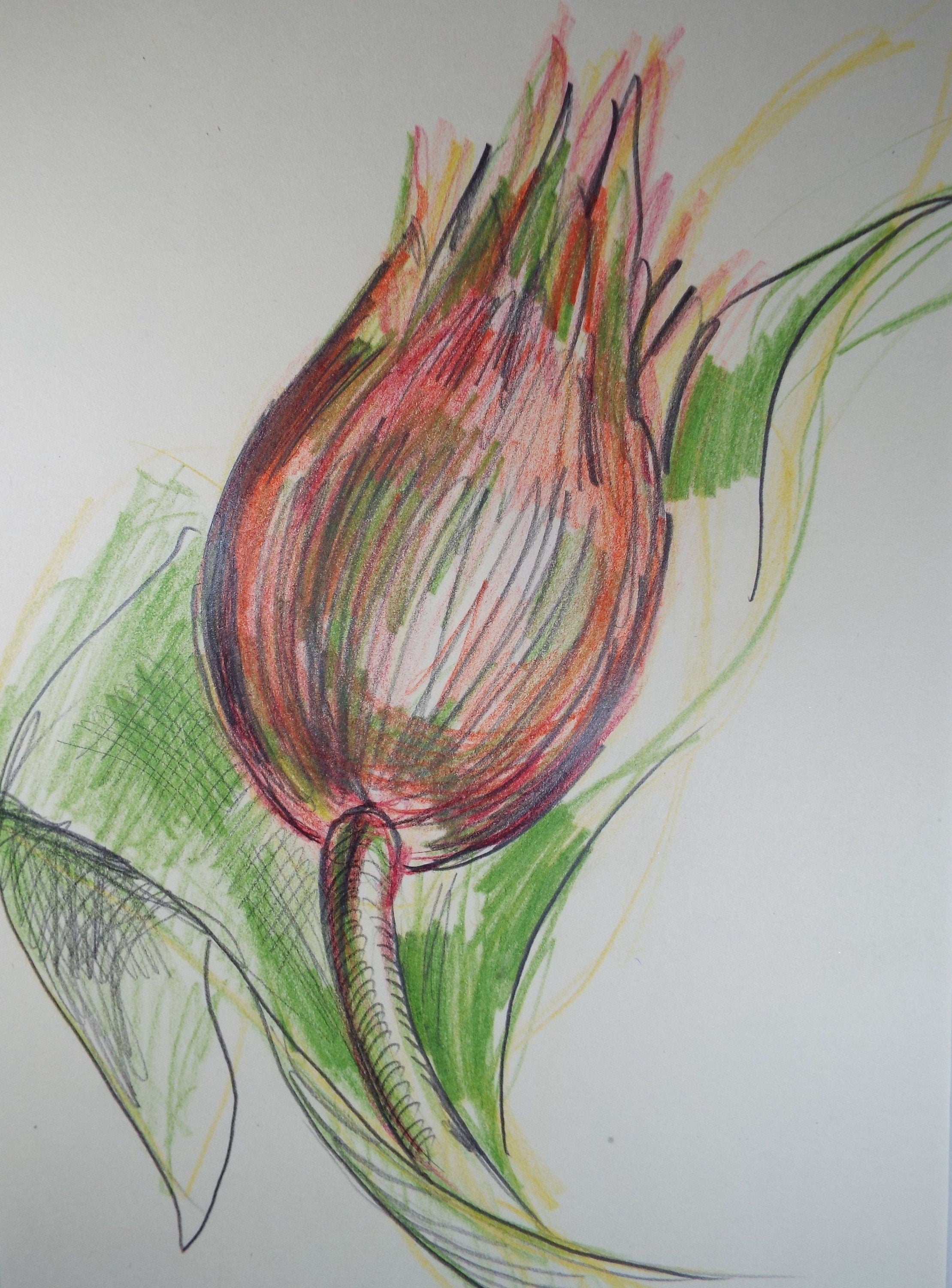 Original Coloured Pencil Drawing - 'Still Life of Protea', c1970s, Artist Unknown