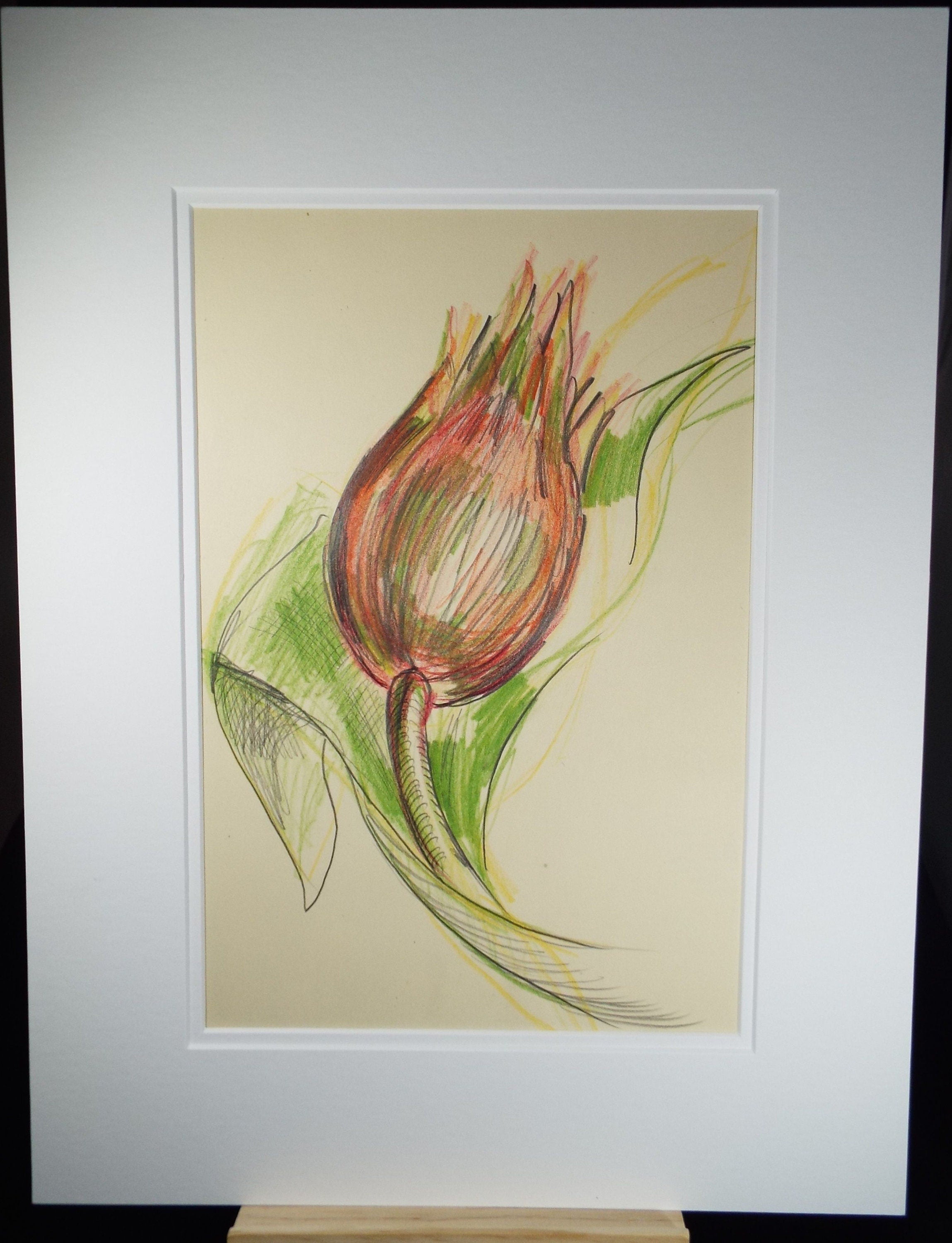 Original Coloured Pencil Drawing - 'Still Life of Protea', c1970s, Artist Unknown