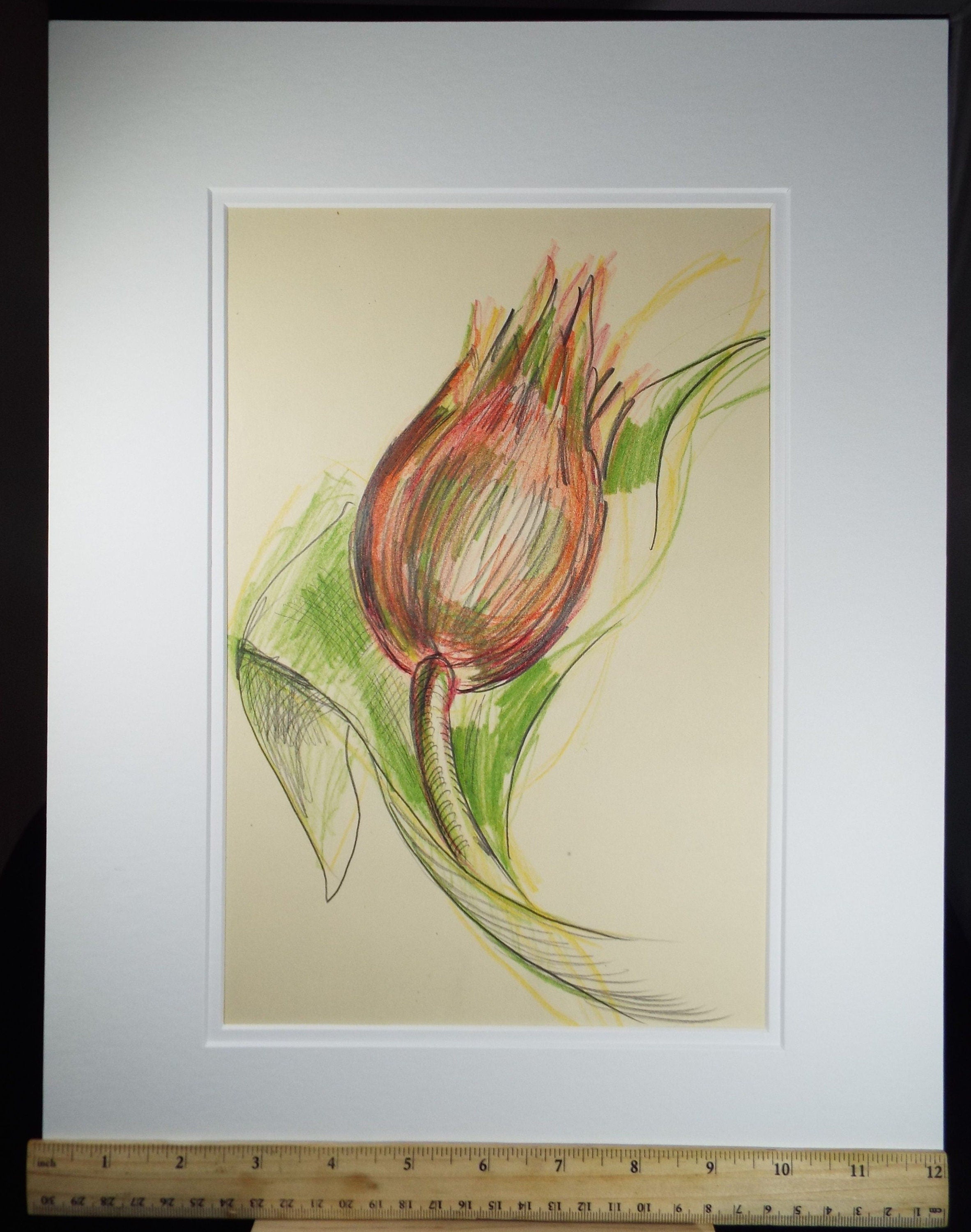 Original Coloured Pencil Drawing - 'Still Life of Protea', c1970s, Artist Unknown