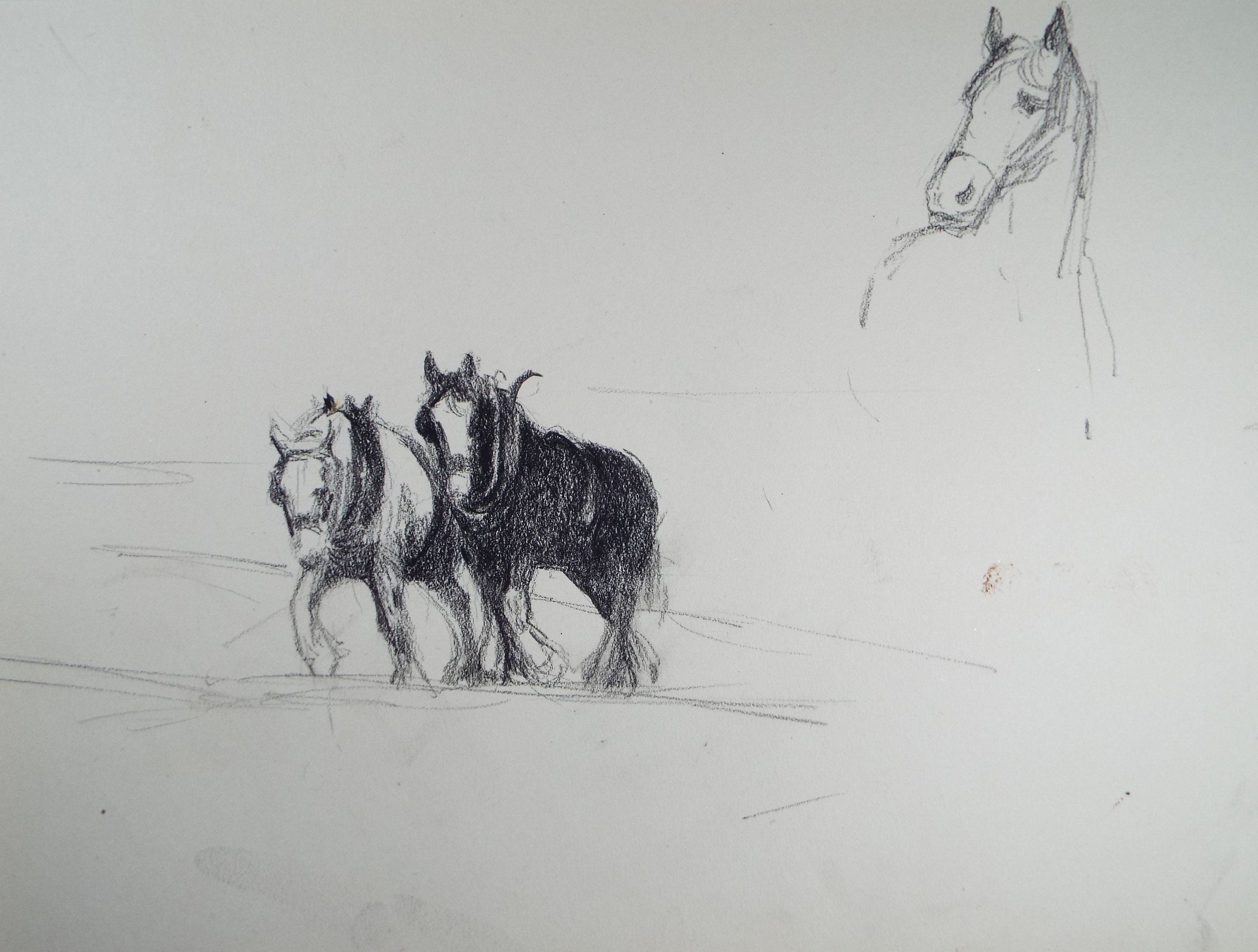 Original Pencil Drawing, 'Study of Heavy Horses', Circa 1920's, Nan C. Livingstone (1876-1952)