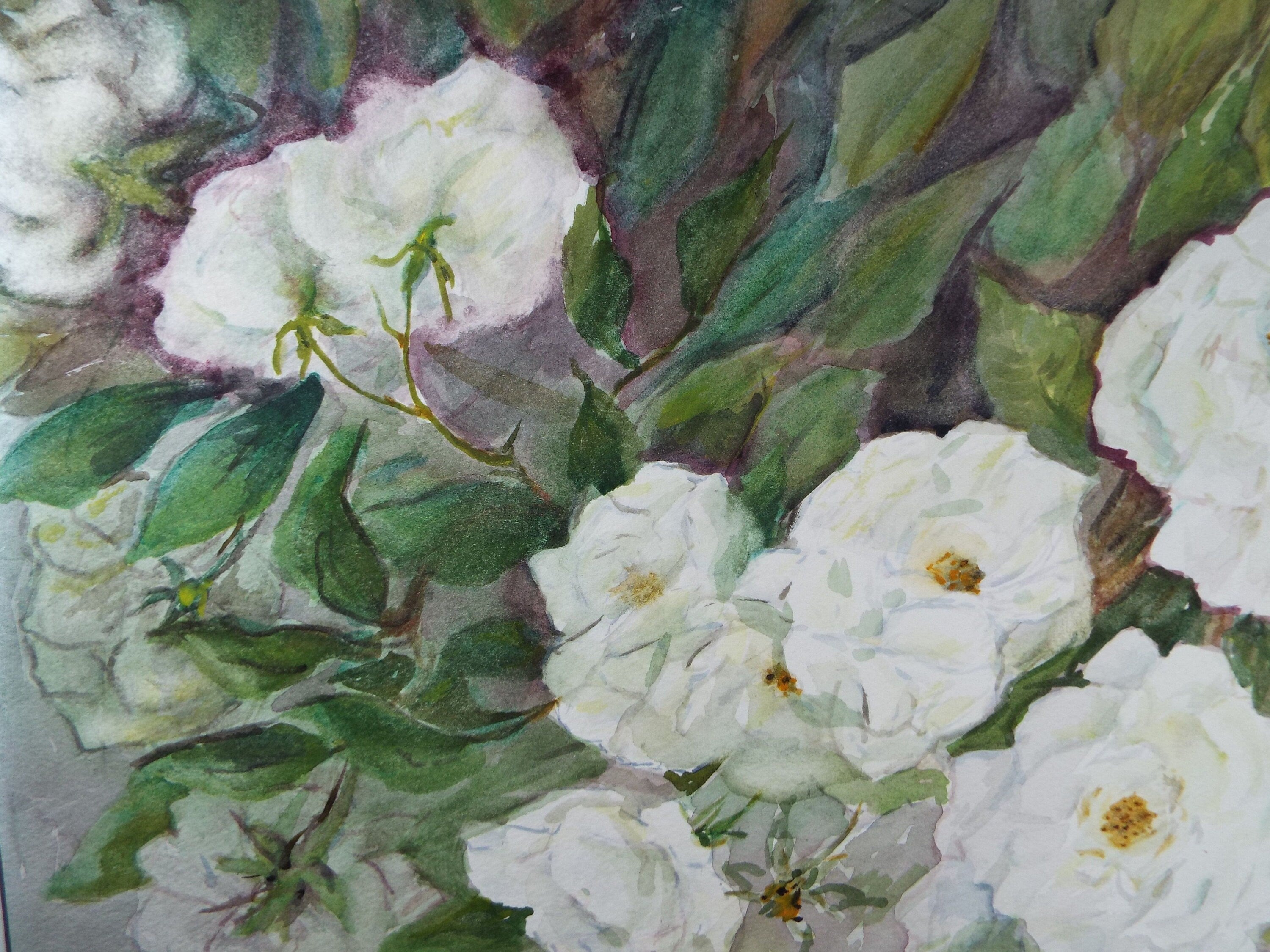 Original Watercolour & Gouache, 'Study of White Roses' 1950's, Artist Unknown